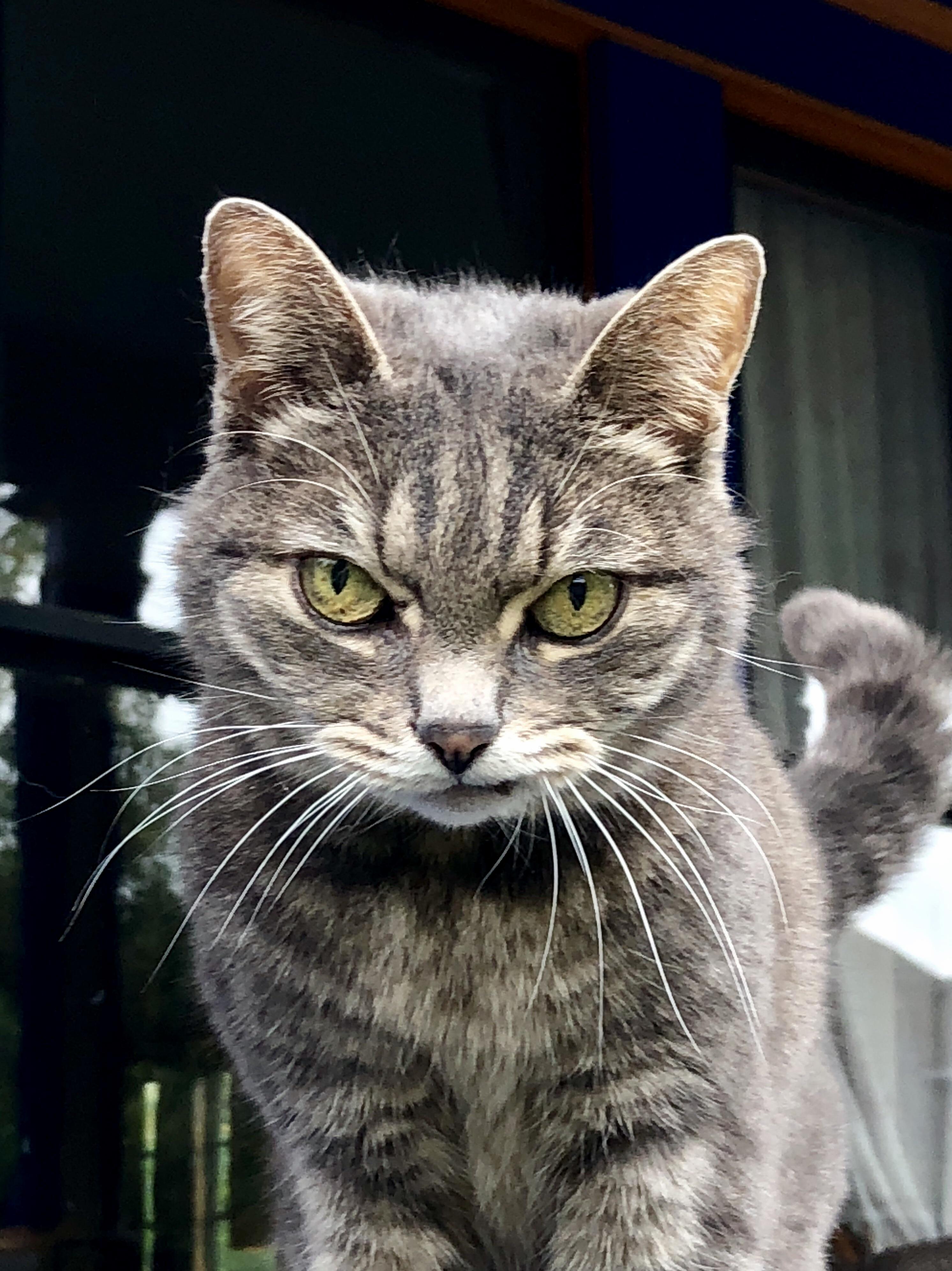 My Neighbors Cat Is a Sweetheart, Even Though Her Snaggletooth Always Makes Her Look Grumpy