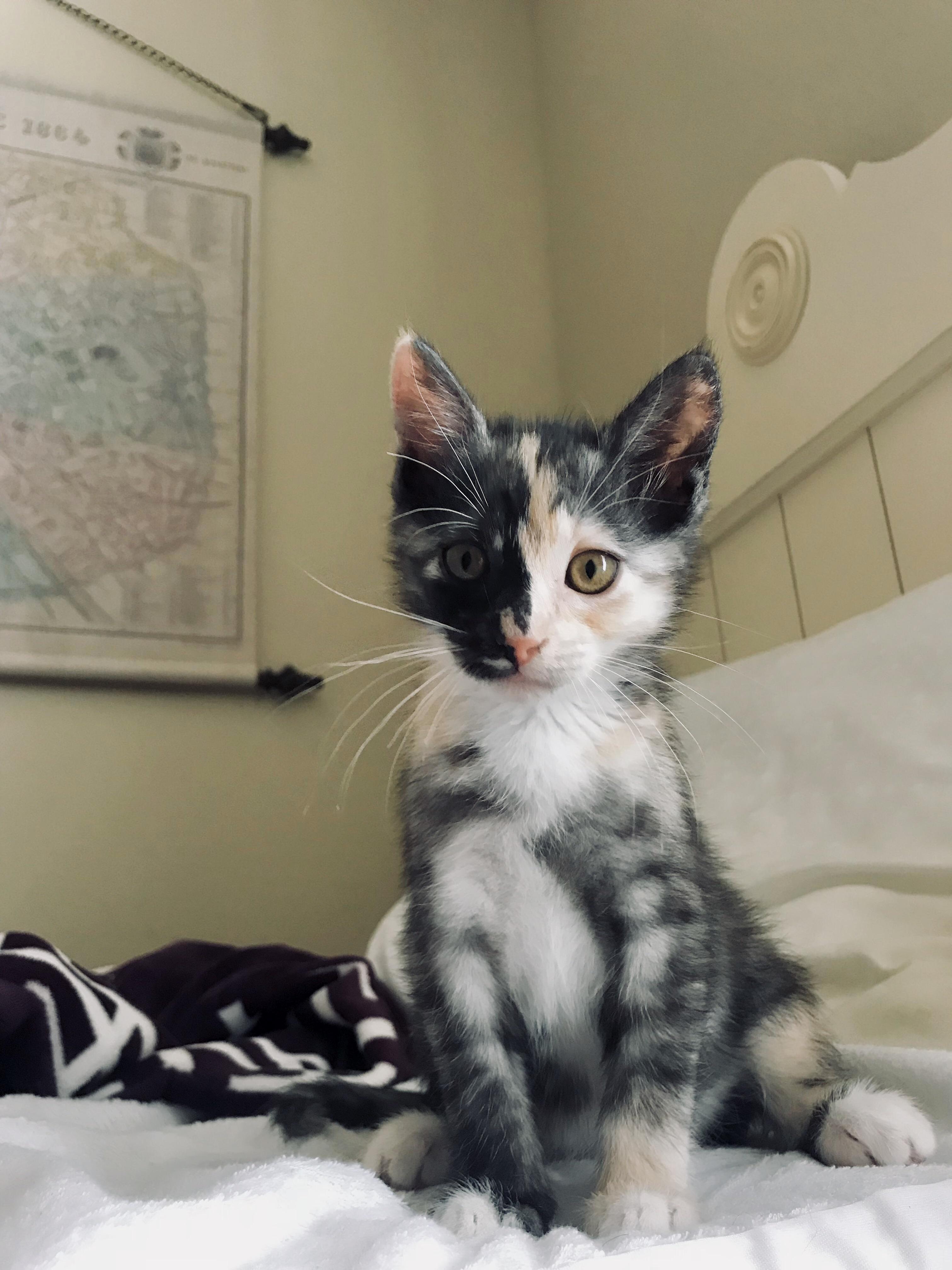 My New Baby Mia Is a Perfect Little Lady. She Loves Giving Kisses, Sleeping on My Neck, and Hiding My Socks. Im So in Love!