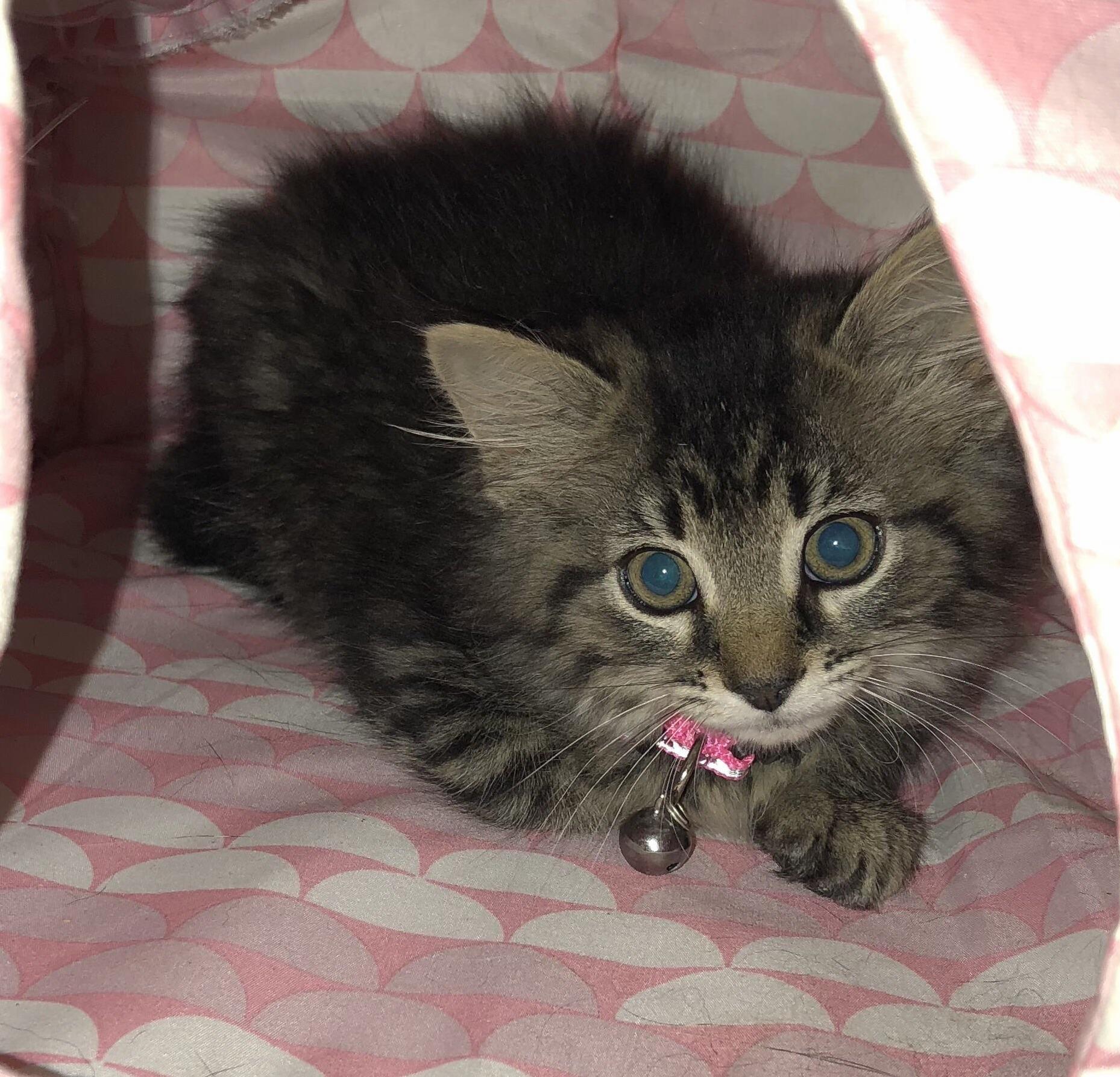 My New Baby, Millie!