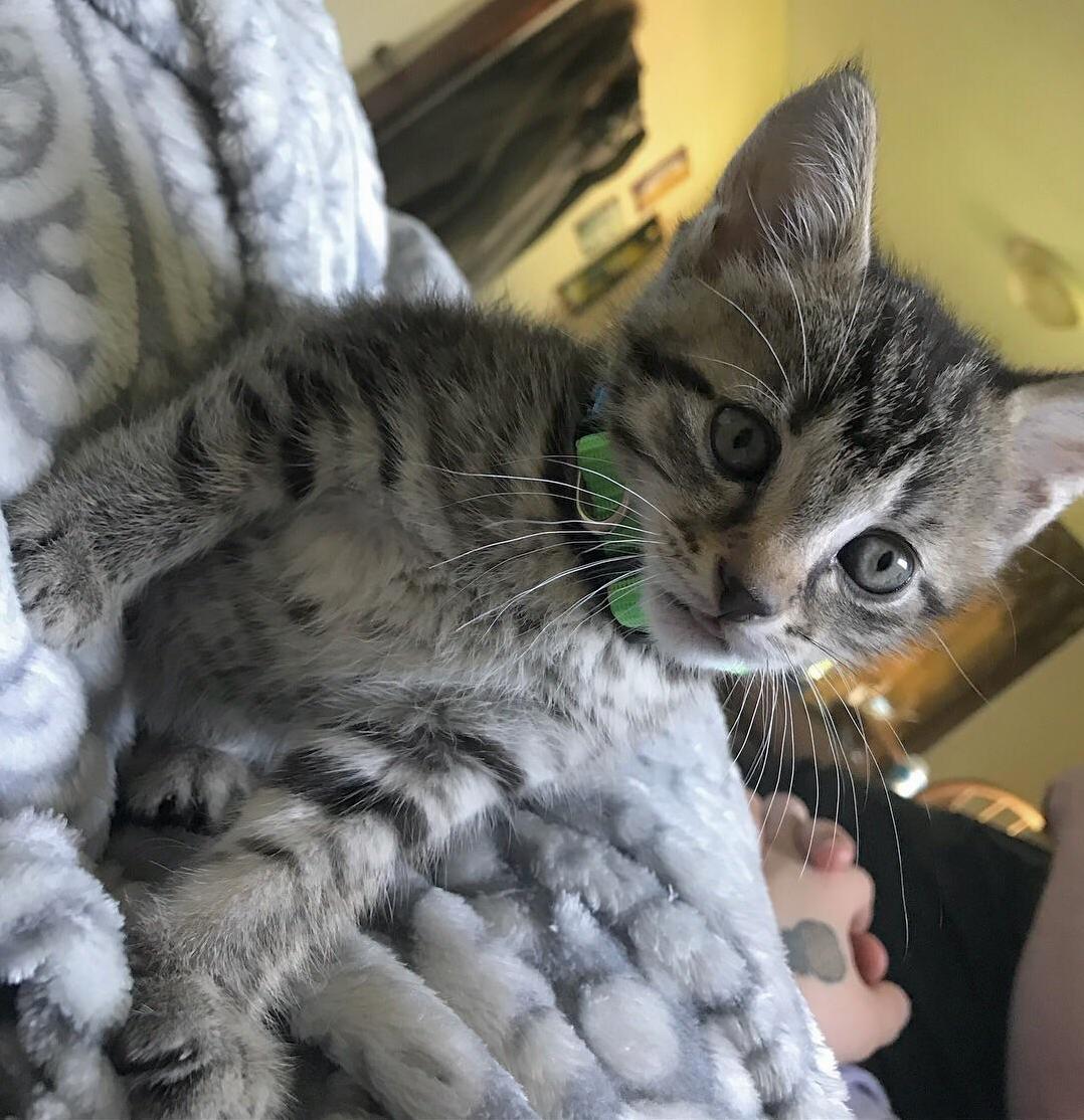 My New Kitty, Bonkers