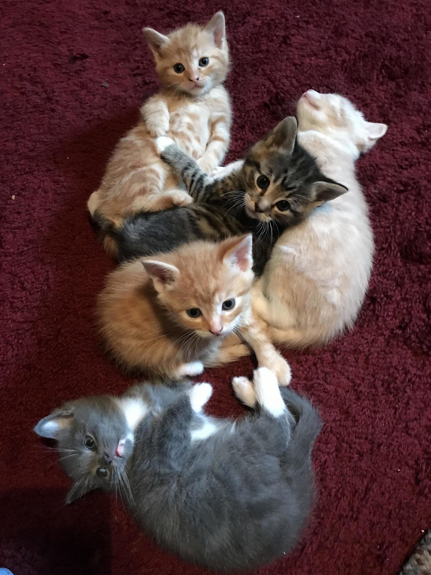My Newest and Cutest Baby Kitties)
