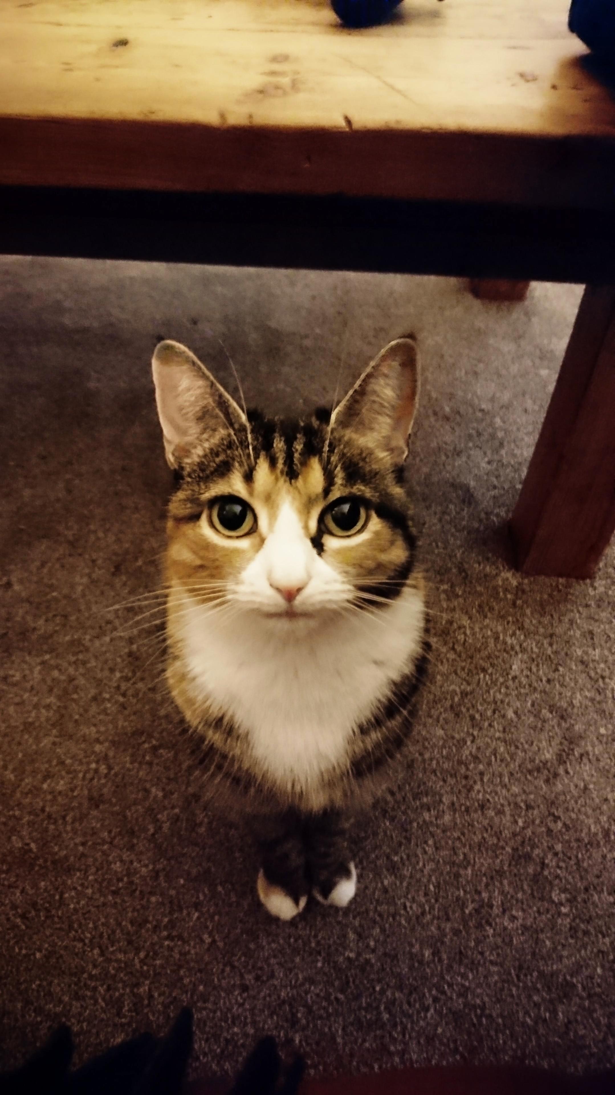 My Pretty Girl Rosie.