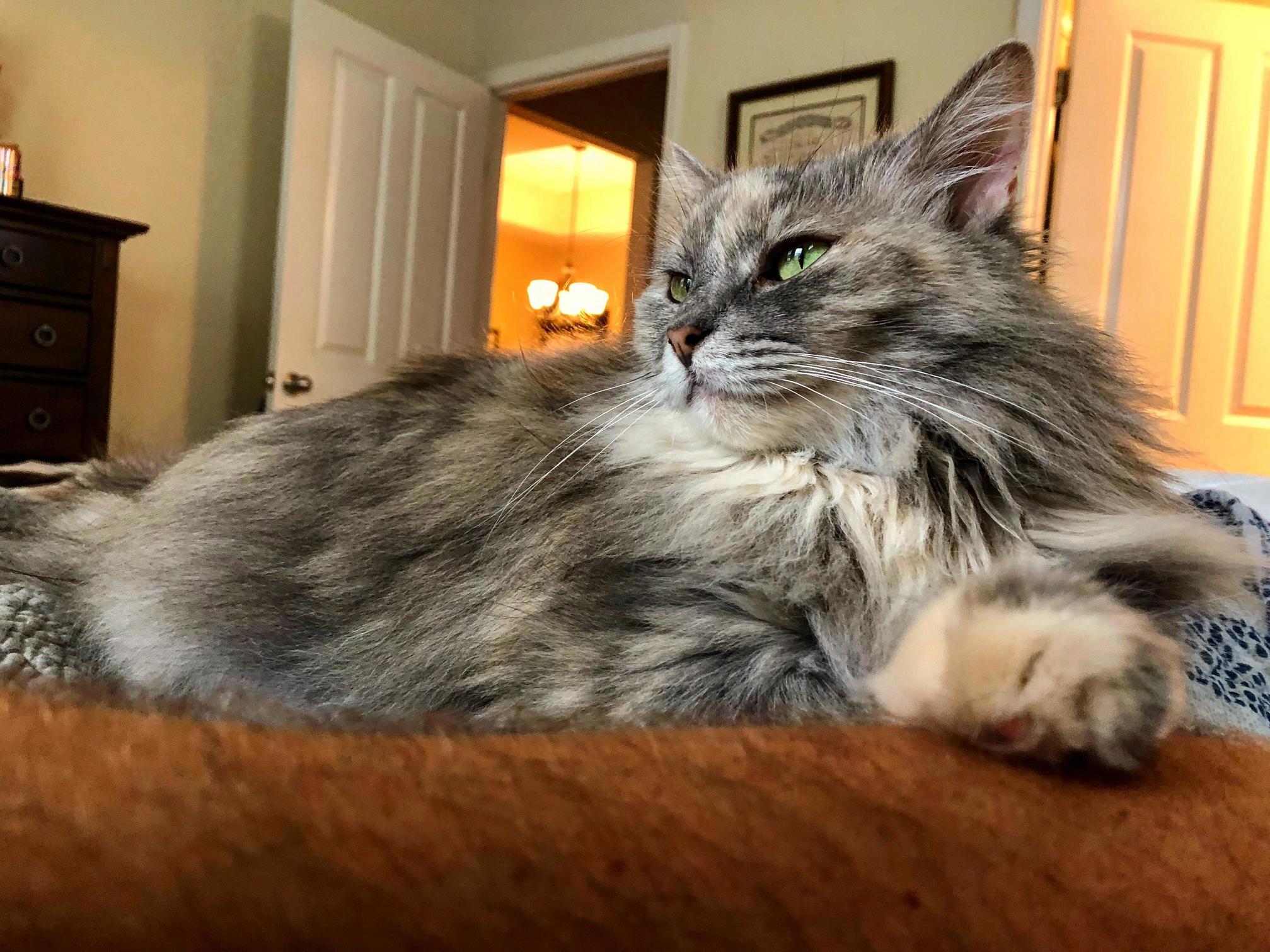 My Regal Floof.