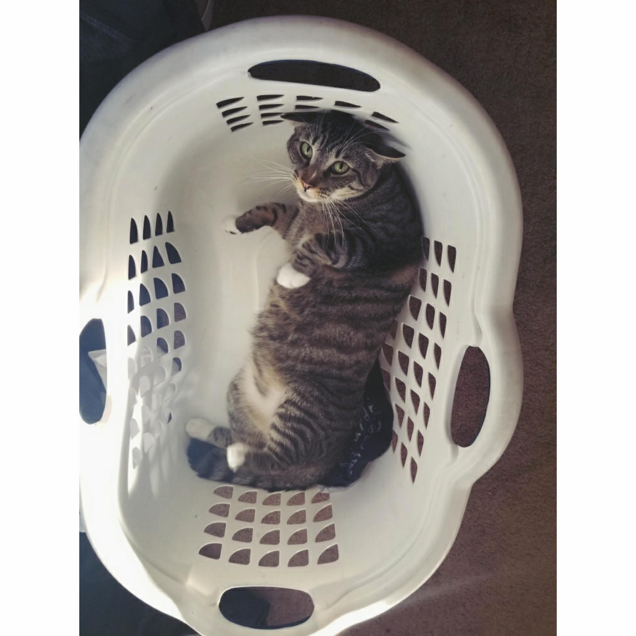 My Sassy Laundry Assistant