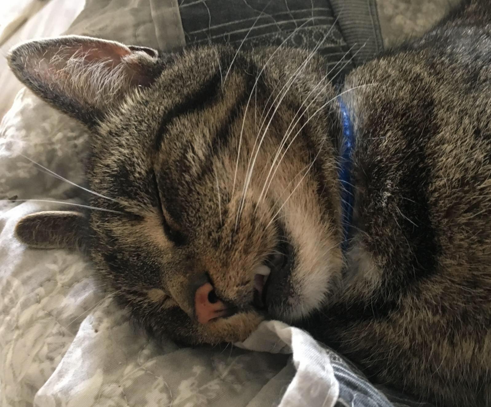 My Sister Has a Very Photogenic Cat