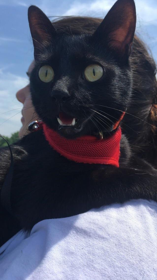 My Sister Takes Her Cat for Walks, but in the Summer Heat He Gets Tired and Needs to Be Walked Home.