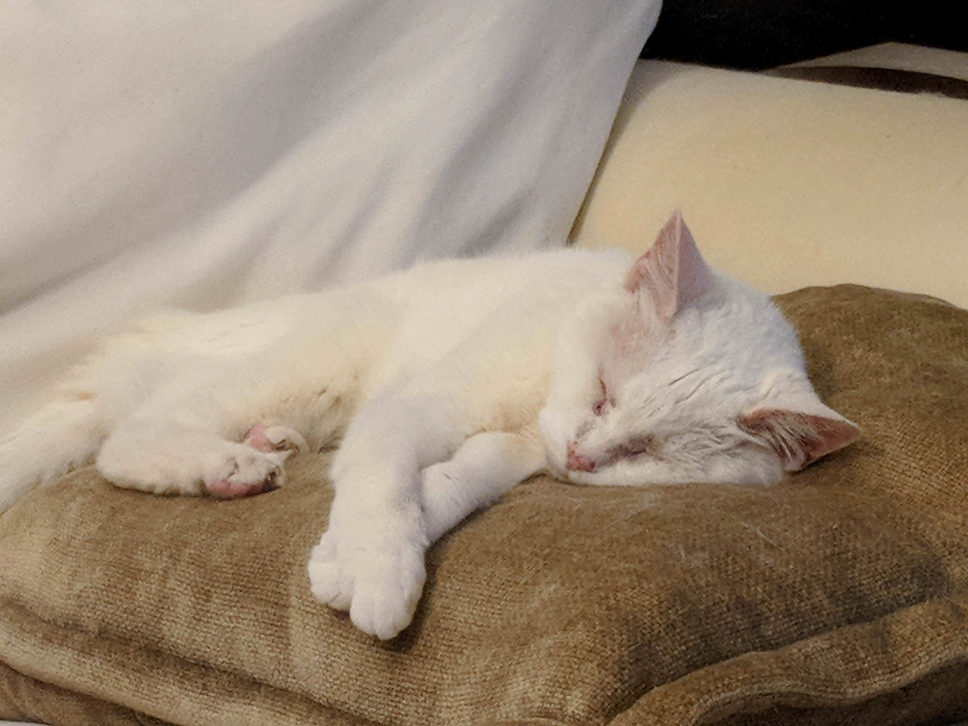 My Sleepy Girl, Luna