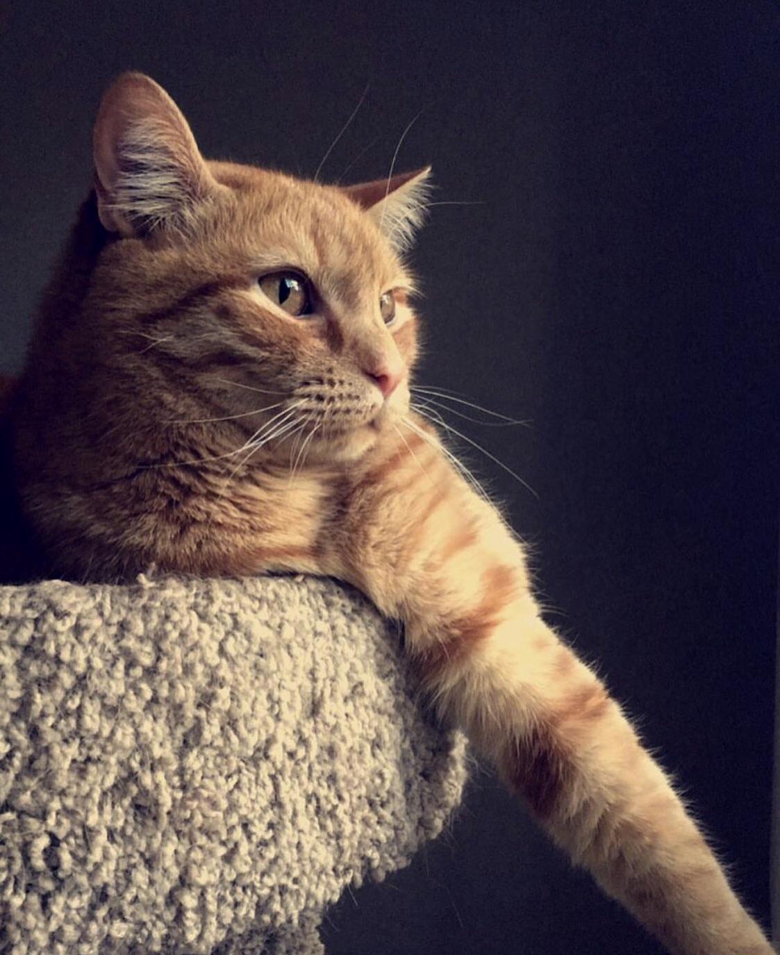 My Stately Boy