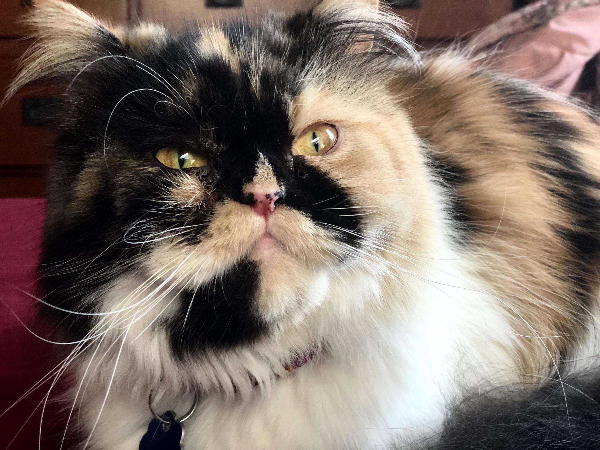 My Sweet Baby Chloe