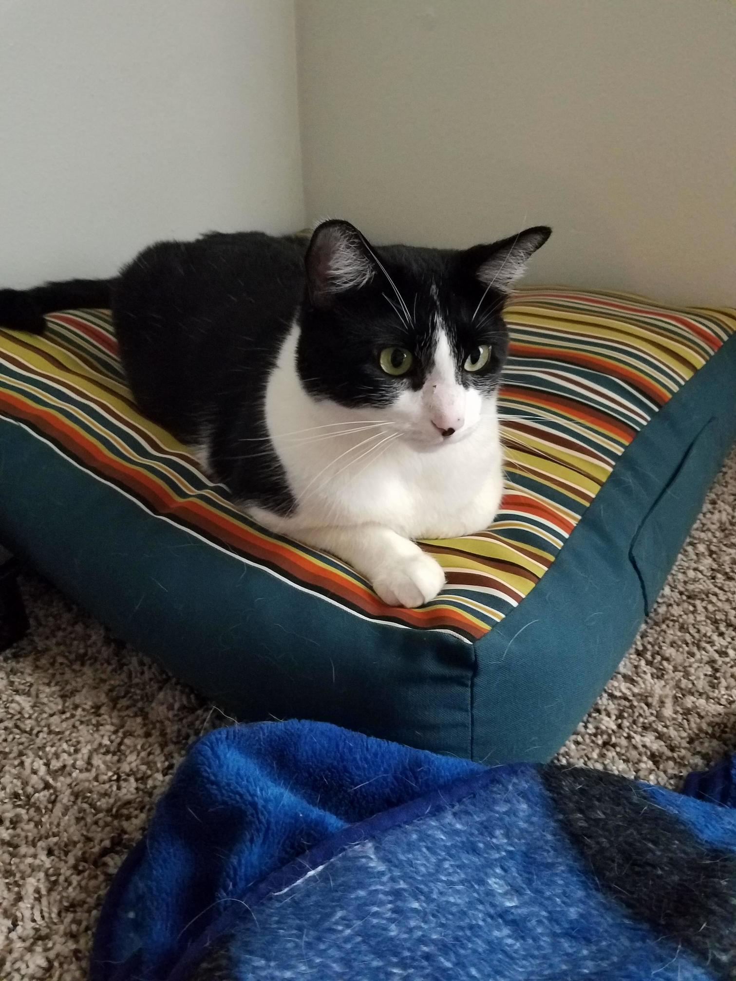 My Sweet Boy, Taking Over My Other Sweet Boys Bed.