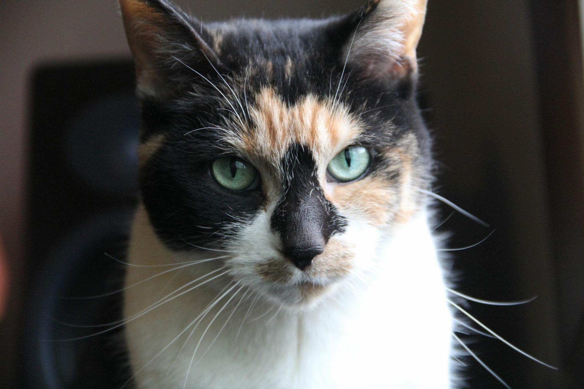 My Wife and Her Cat Have the Same Glare Towards Me.
