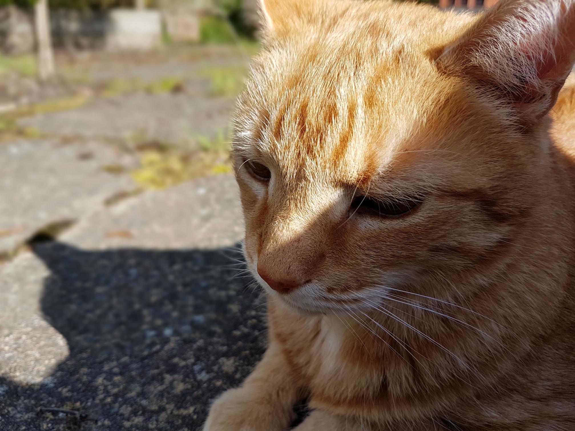 My Wise Old Cat.