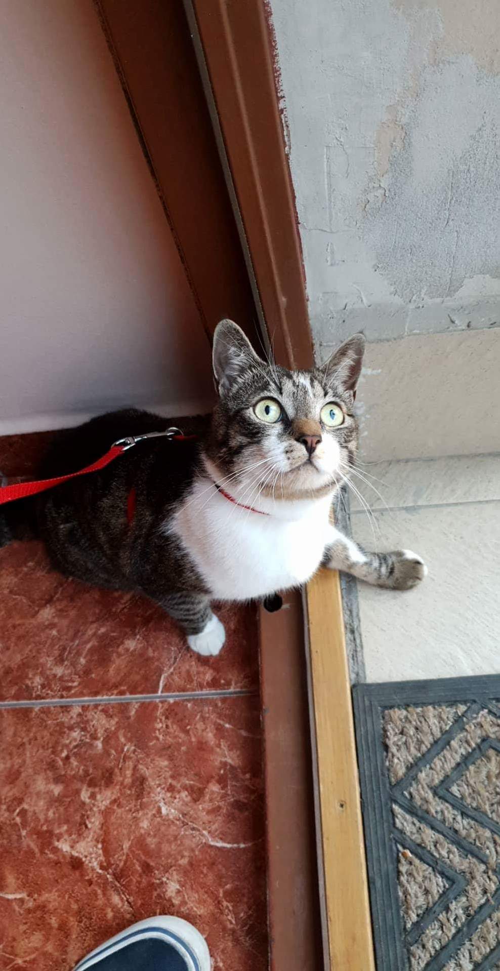 Mycat Is Not Allowed to Go Out Until I Say Her to Go. Although She Likes to Test Her Limitations and Wait for Me This Way Every Single Time