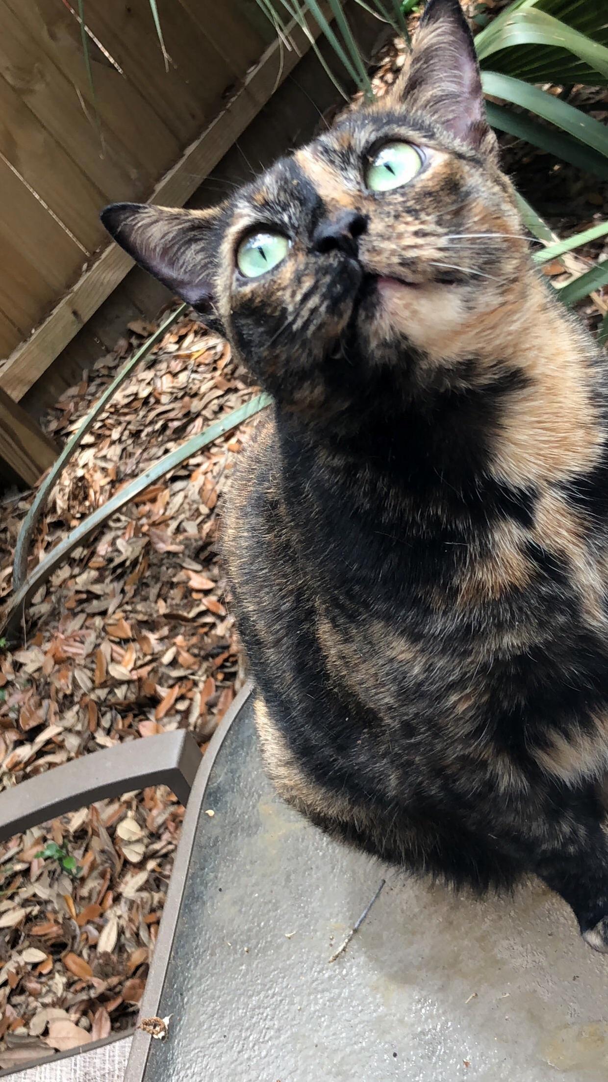 Nala Bean Enjoying Outside Time
