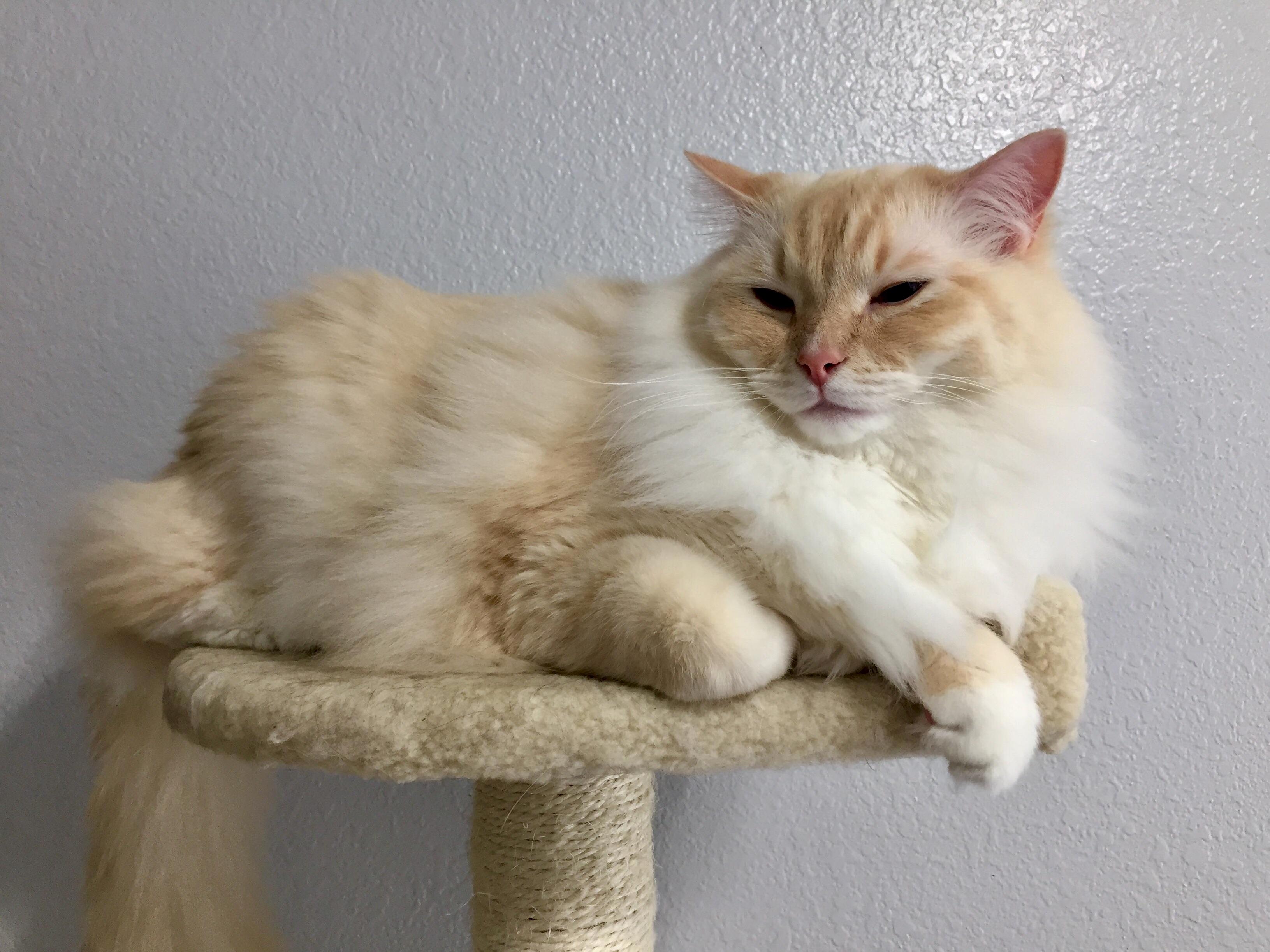 Nap Mode [On]