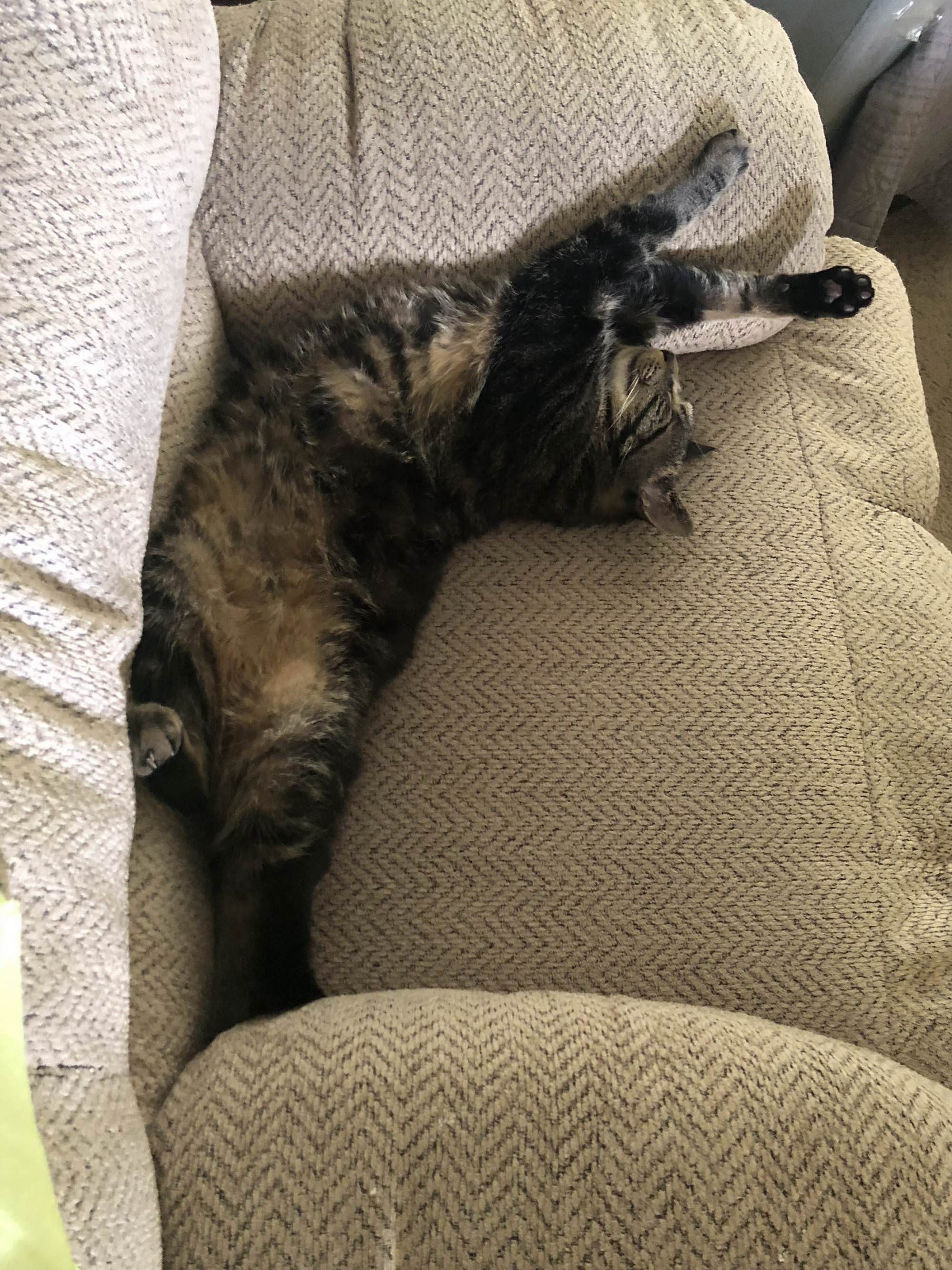 Nap Time! Joseph Is a Hardcore Sleeper!