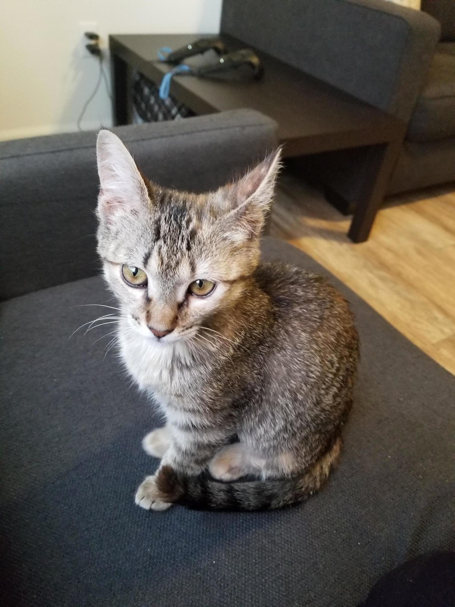 Newest Member of Our Family - Meet Sylvi!!