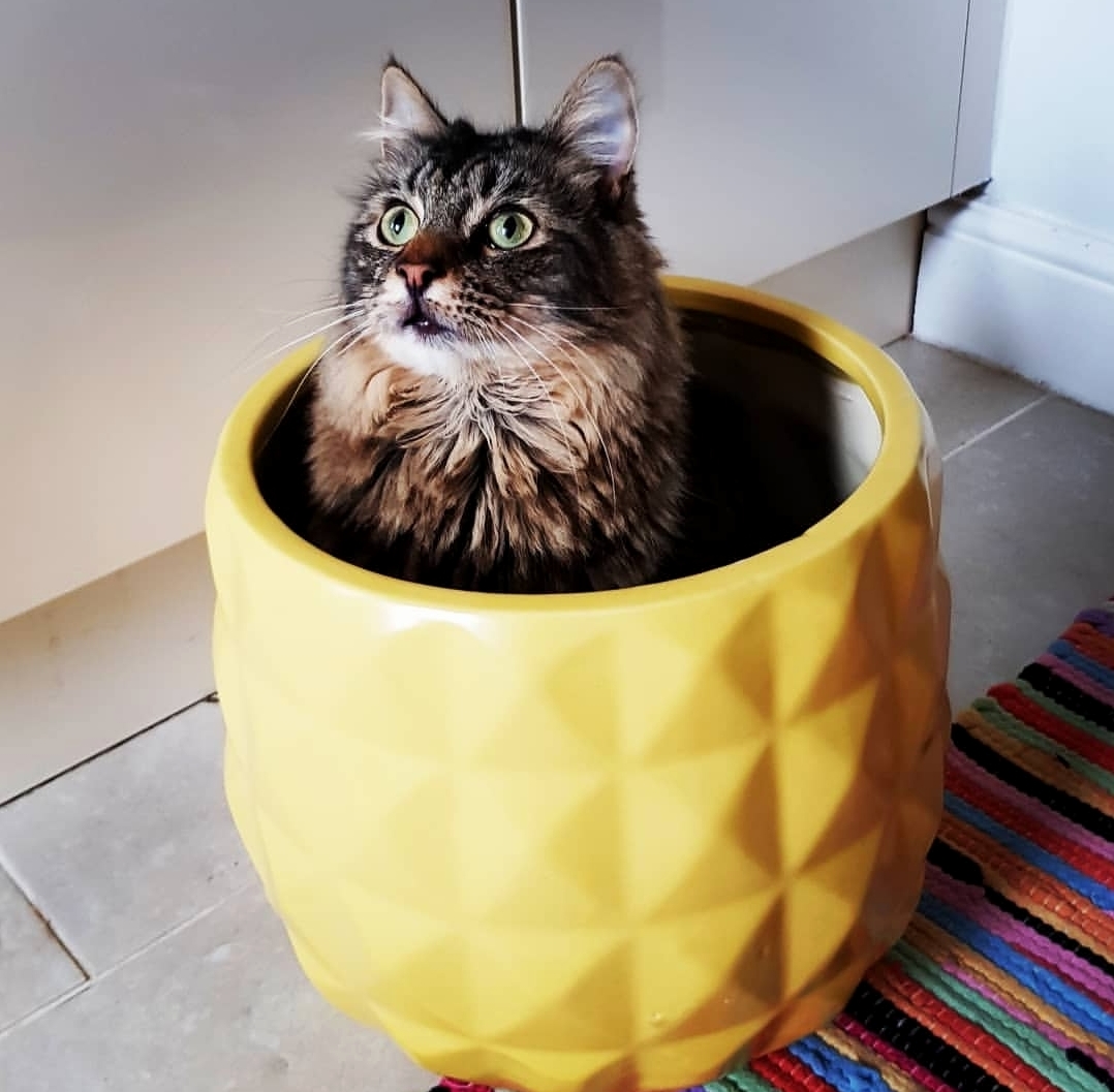 Not Content with Just Boxes, Rick Has to Sit in Everything!