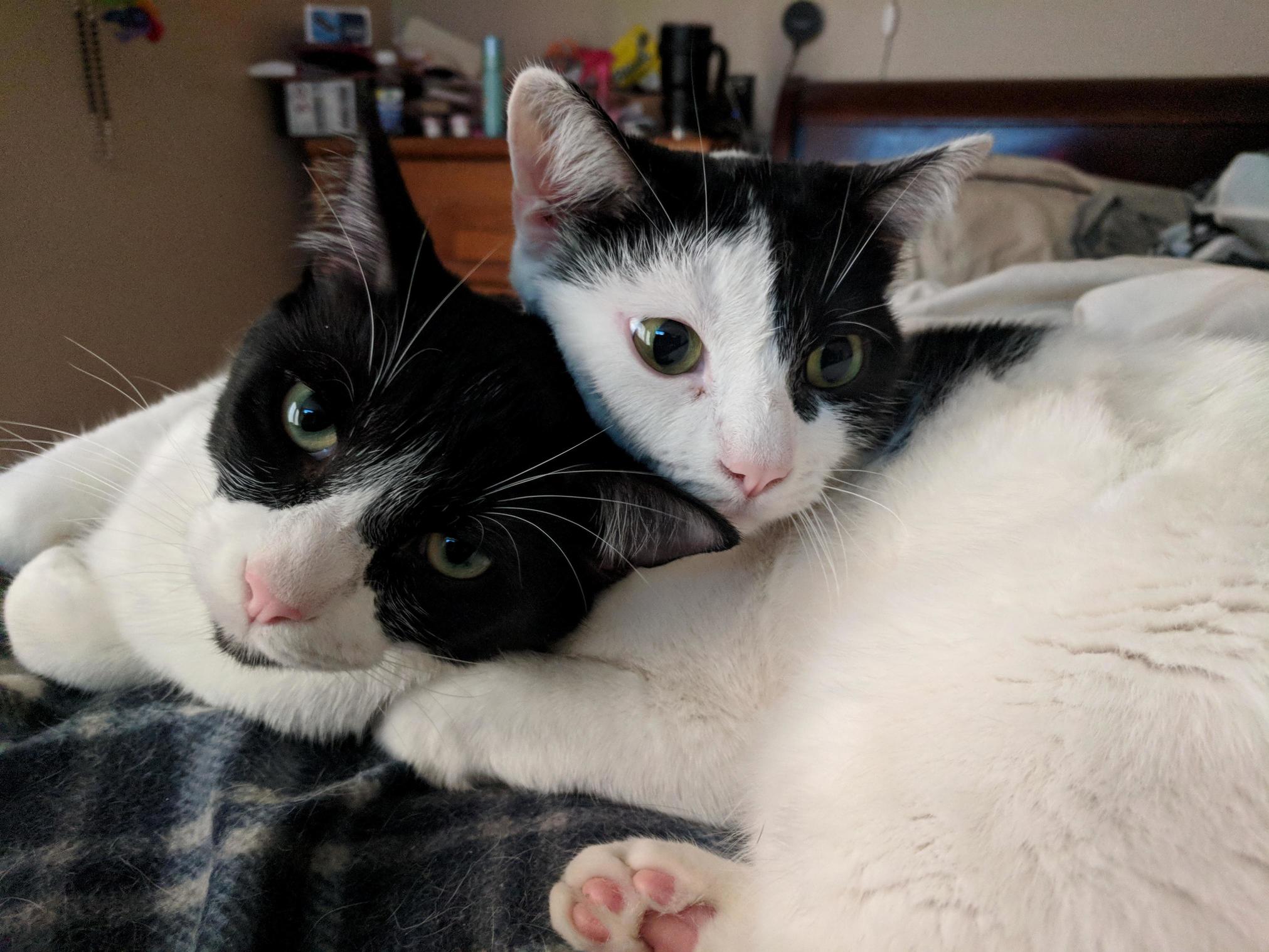 Not Exactly Best Friends, More Like Adversaries During a Cease-fire... Lol