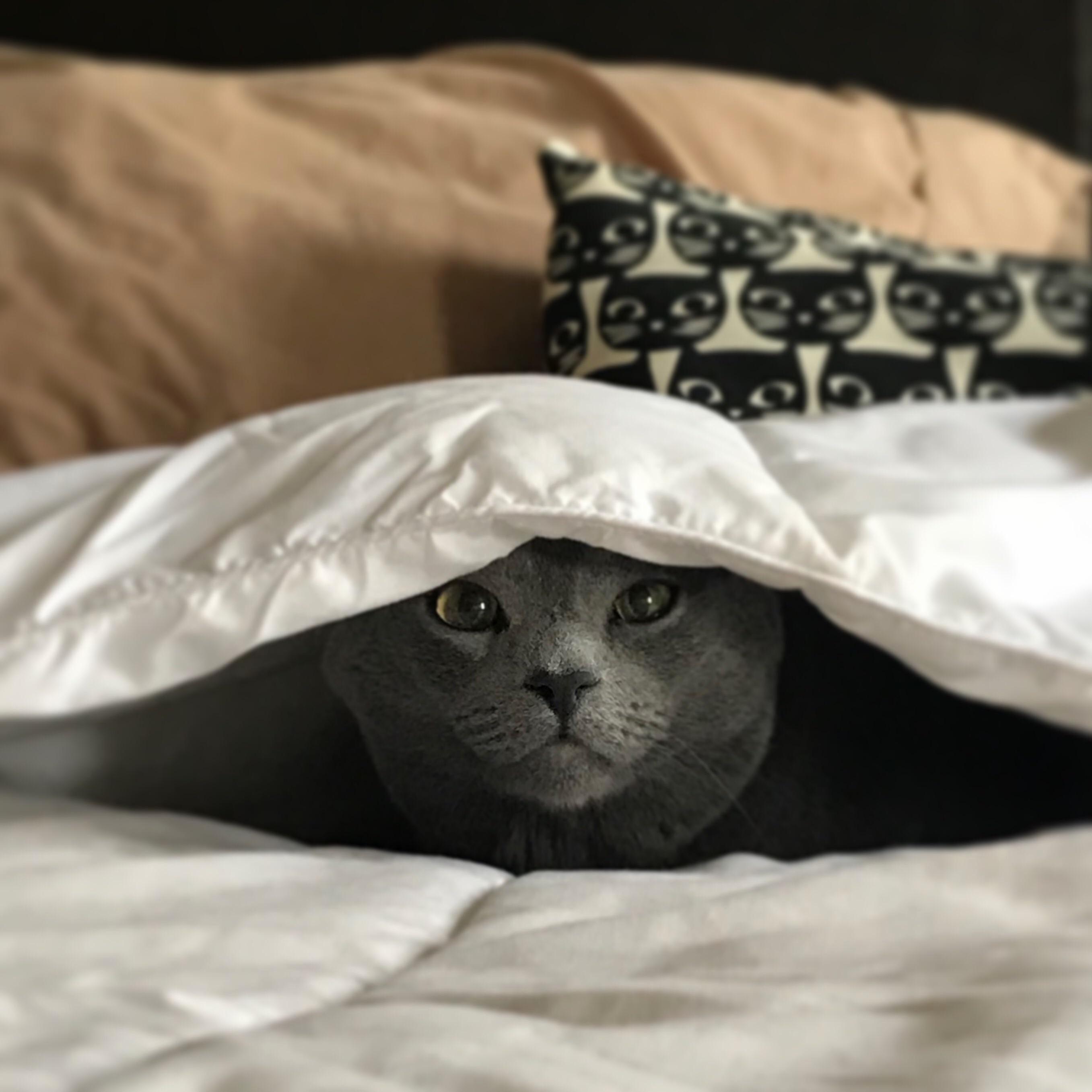 Not So Hidden Kitty