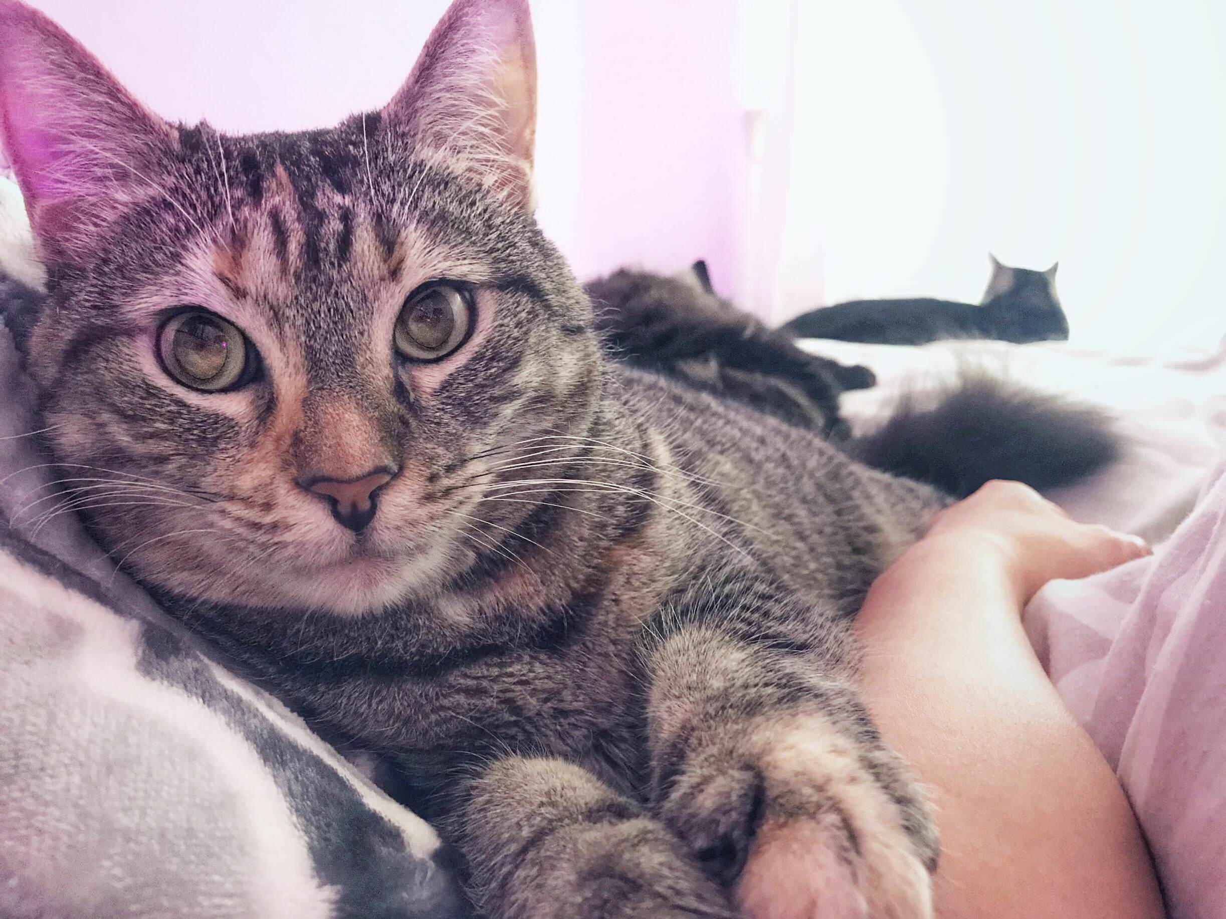 Now This Is How You Wake Up. I Love Being a Cat Lady.