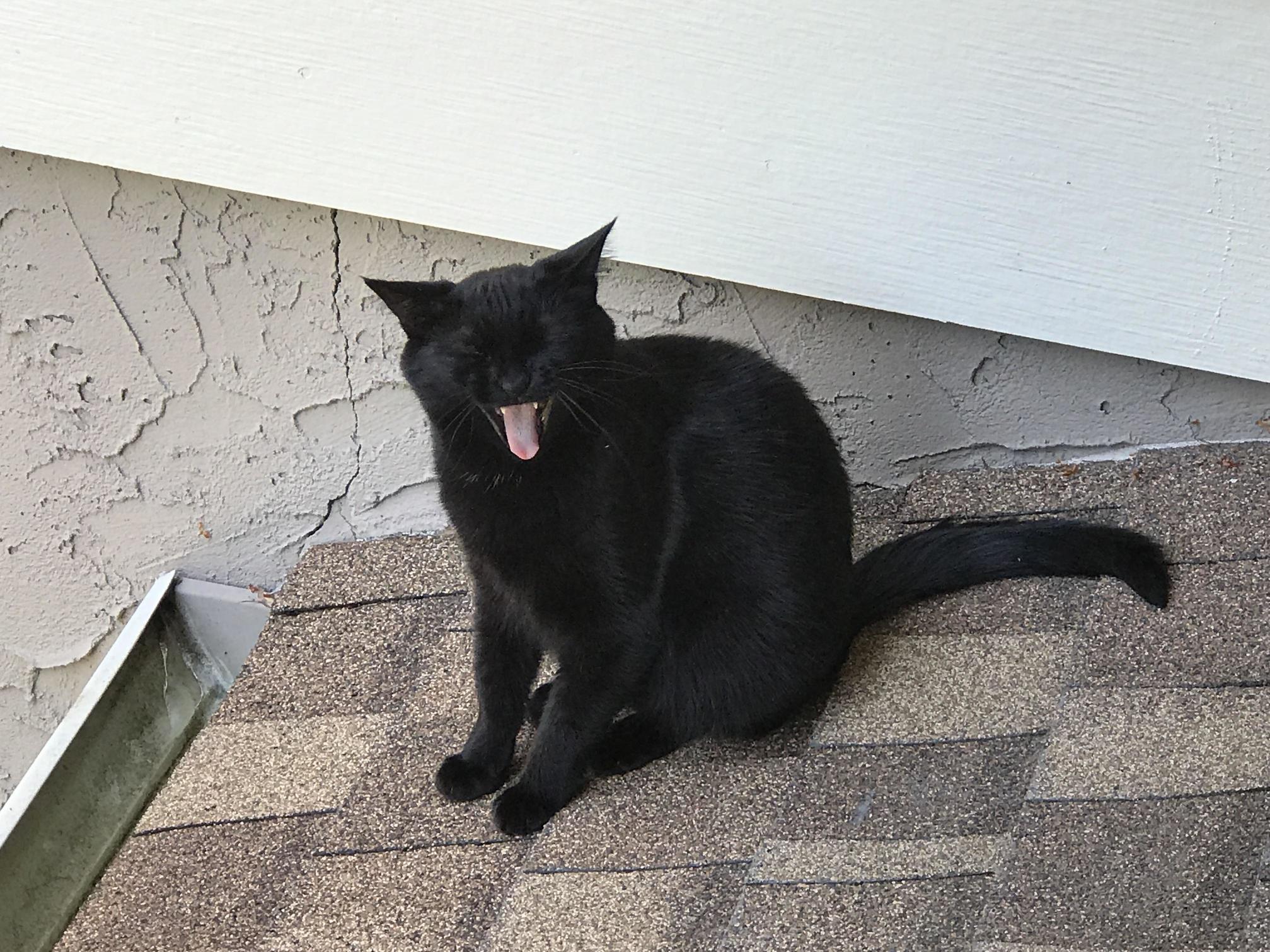 Nyah Nyah, You Cant Get Me