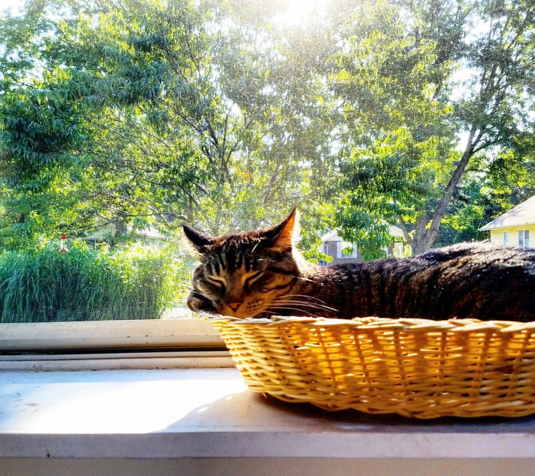 Obi-wan Knows How to Bend Light Particles to Her Sunbathing Will.