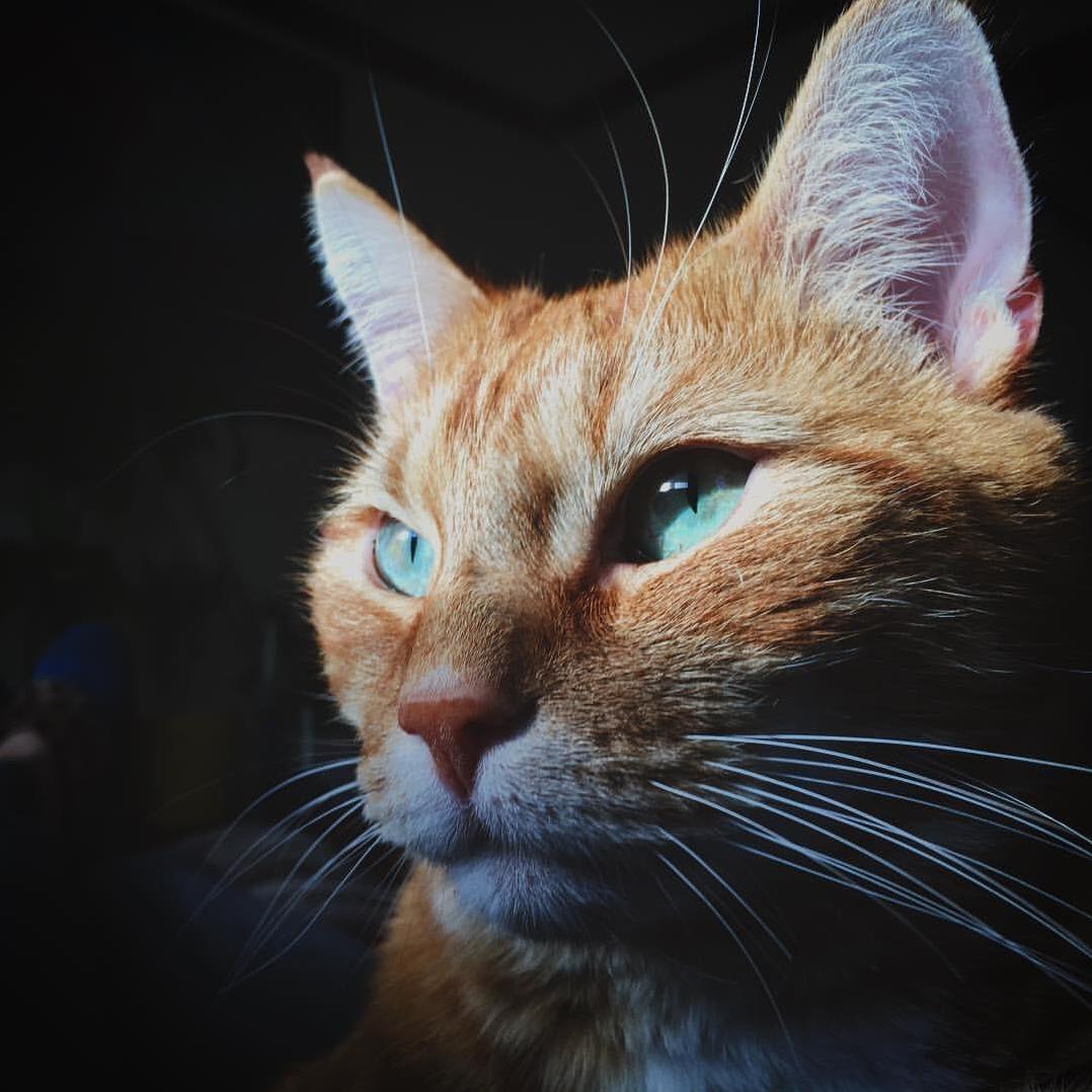 Ocean Eyes