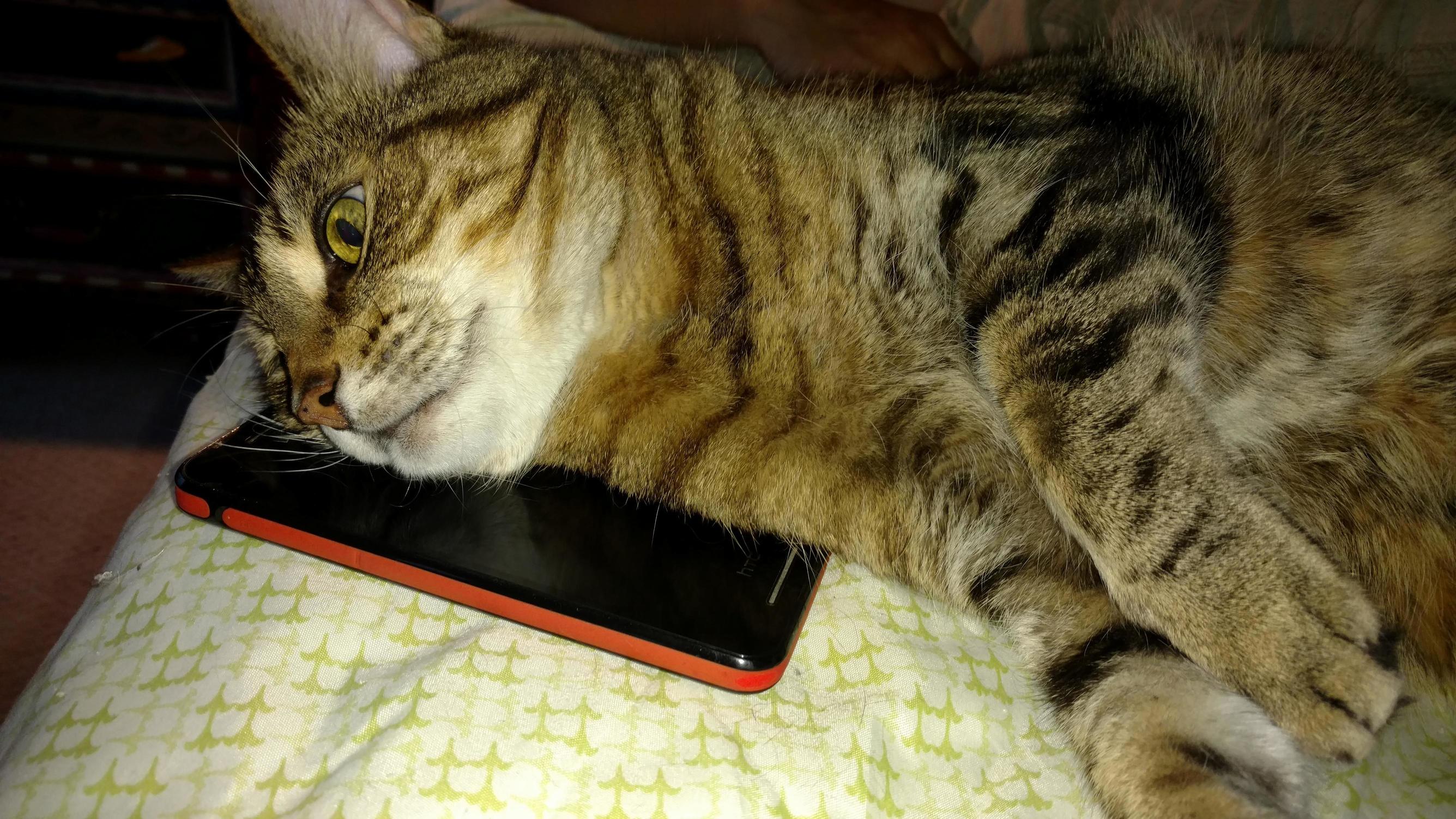 On the Phone with My Sister Whos Away at School, I Think Leo Misses Her )