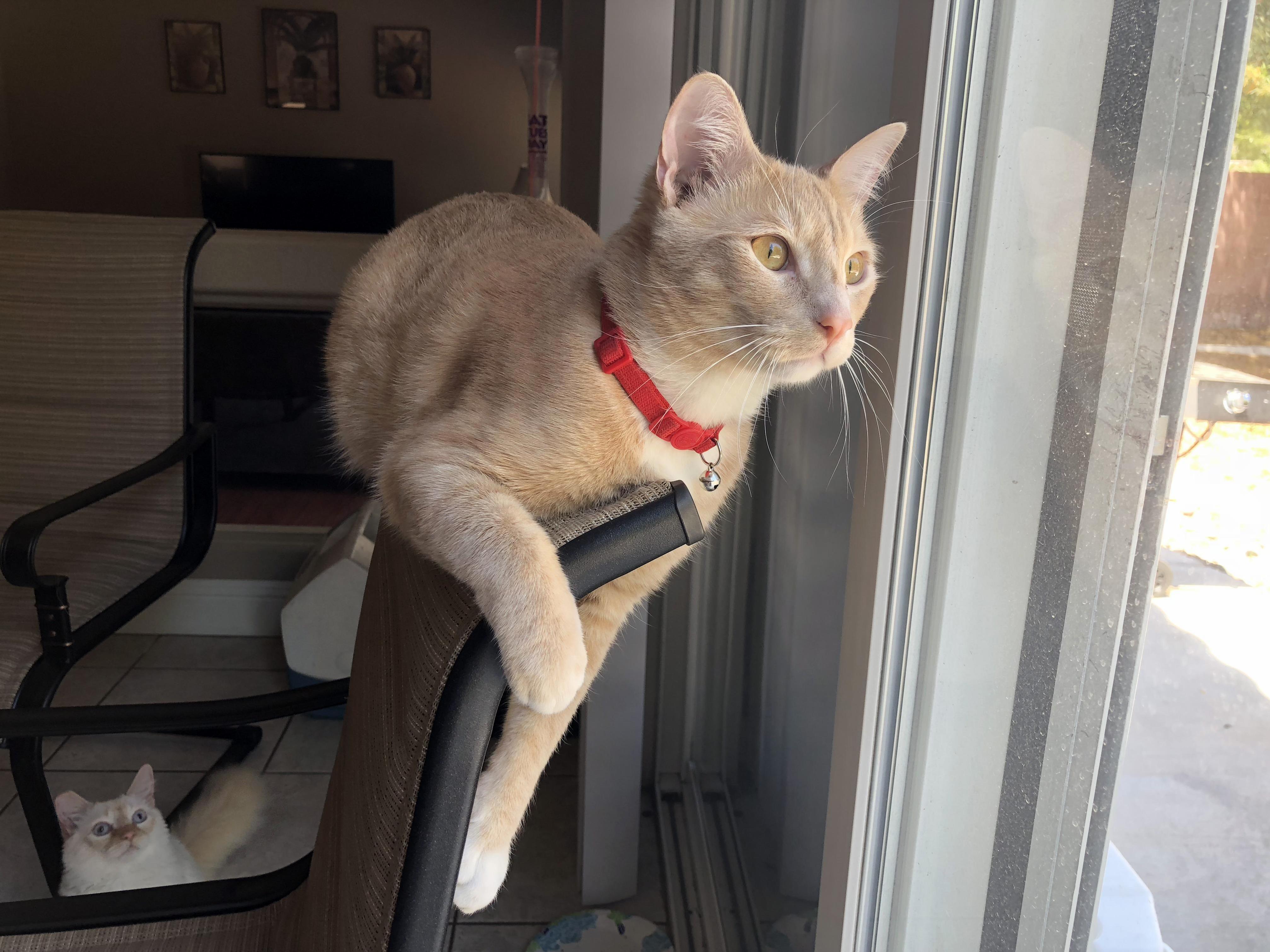 One of My Cats Is Photogenic, the Other Not So Much...