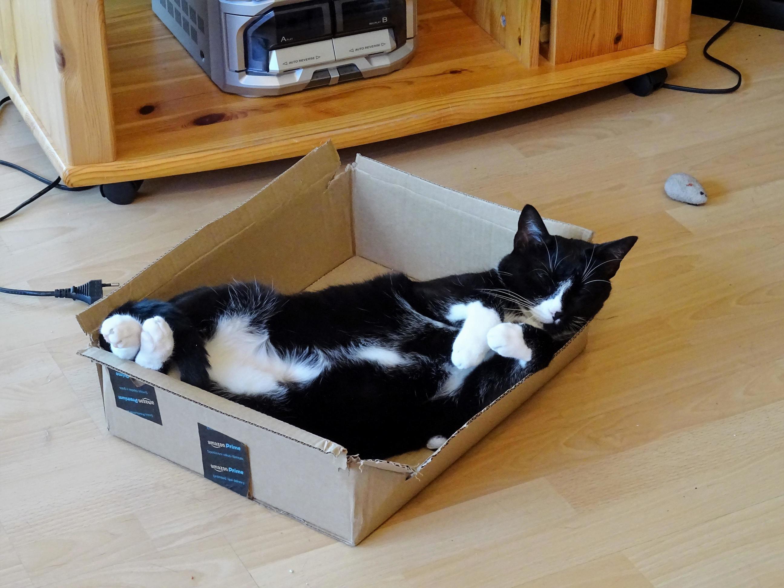 Online Purchases Were the Best Invention Since the Beginning of Cats