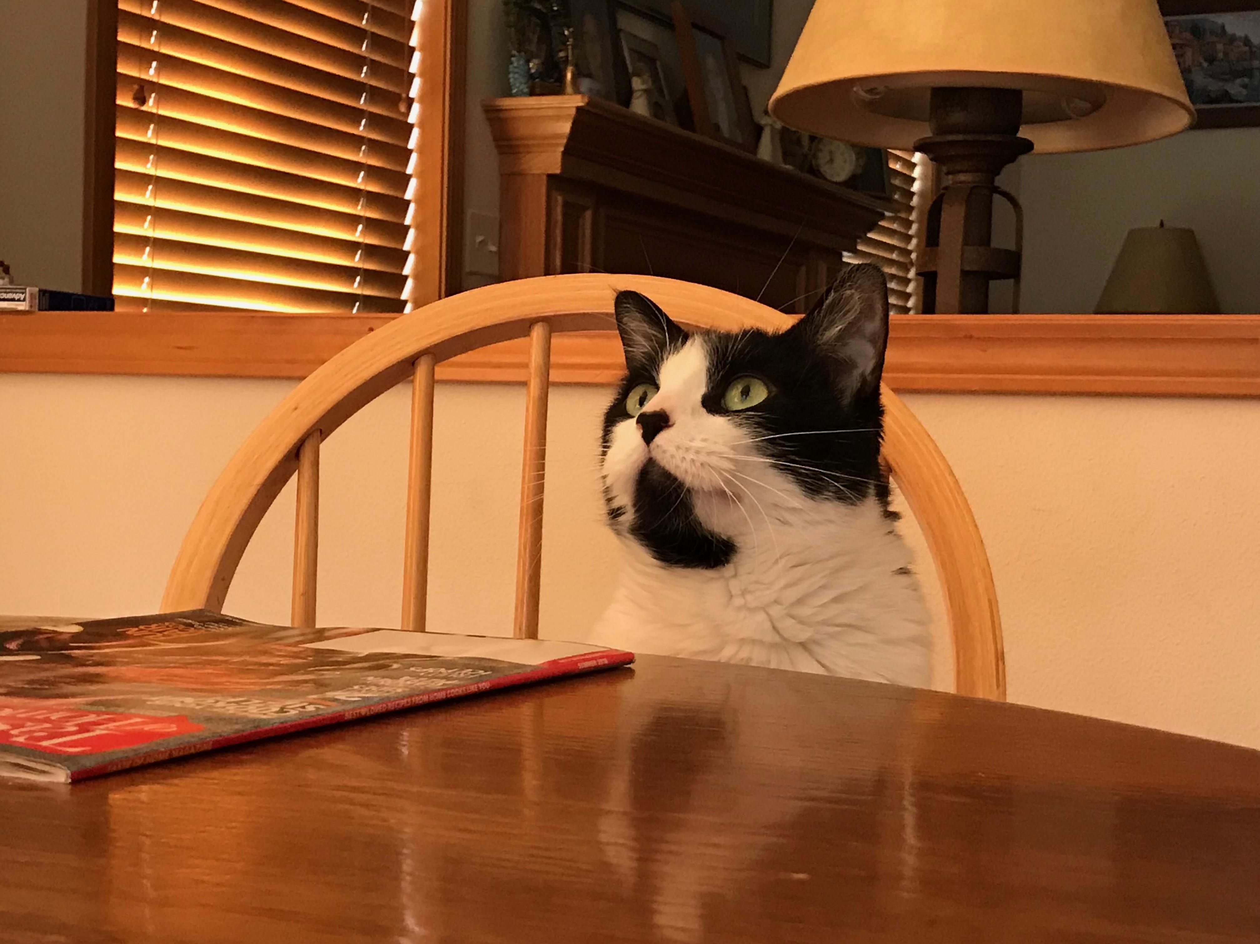 Oreo Looking Majestic
