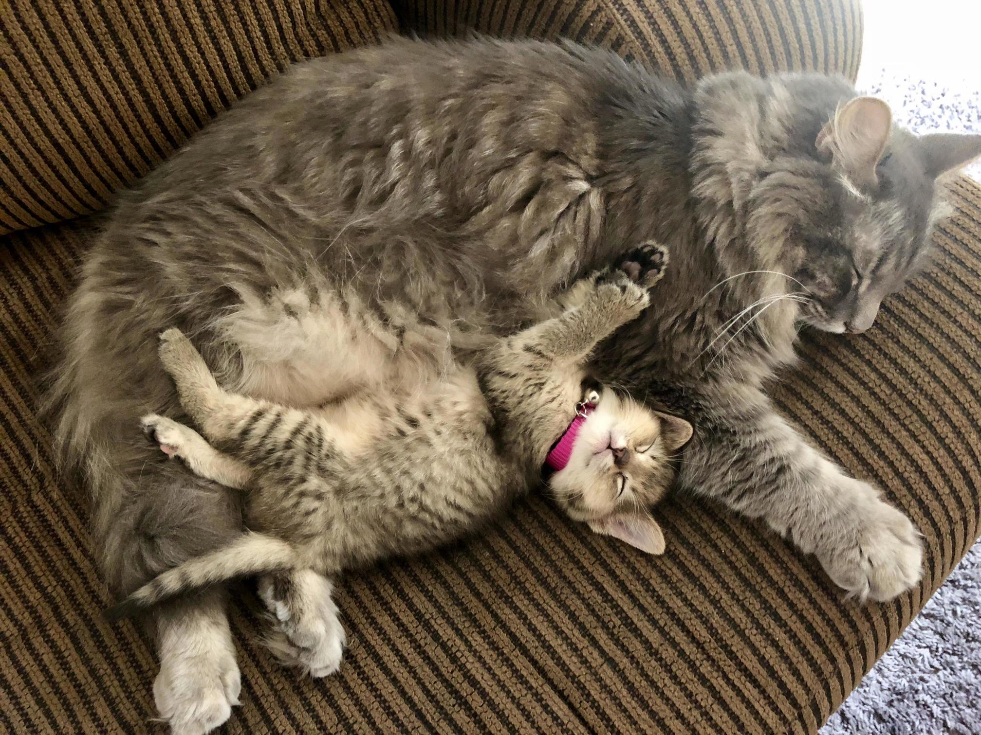 Our 5-year-old Loner Boy, Scratches, Has Officially Accepted the New Addition to the Family. Meet Our 1-month-old Ball of Energy, Rollie.