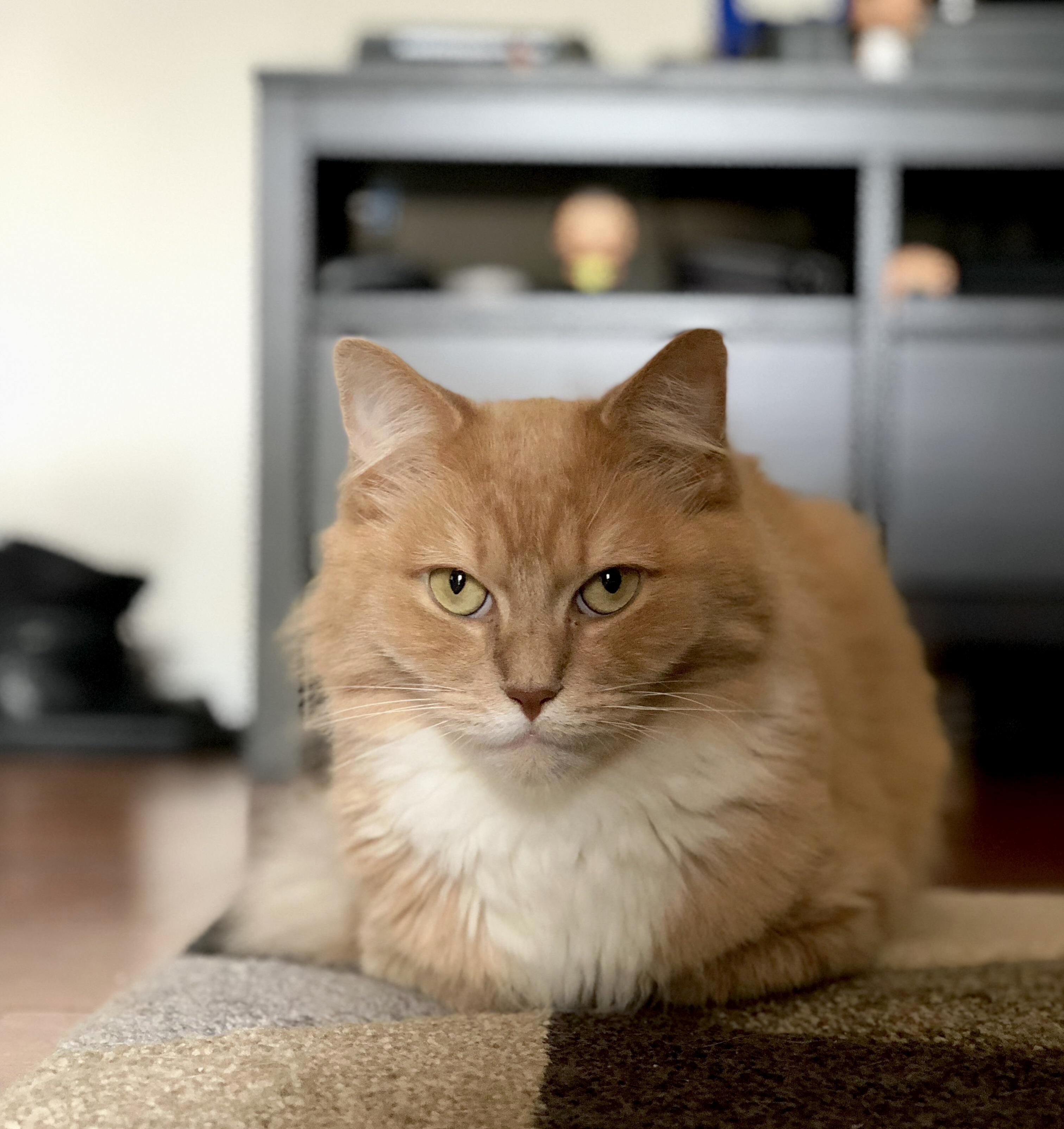 Our Adorable Little Loaf Battles Kidney Failure Everyday but Is Still with Us! We Love Him. This Is Chewbacca.