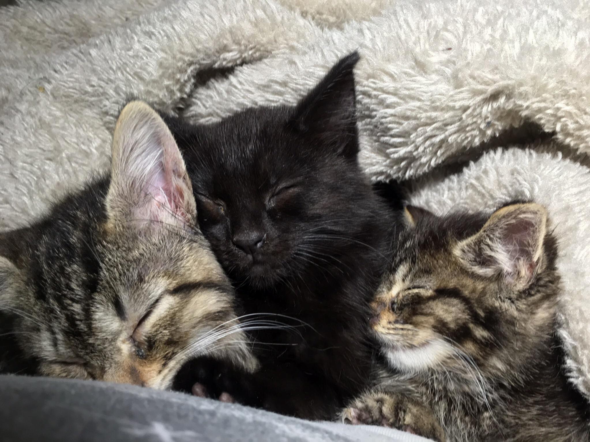 Our Babies Now 12 Weeks Old