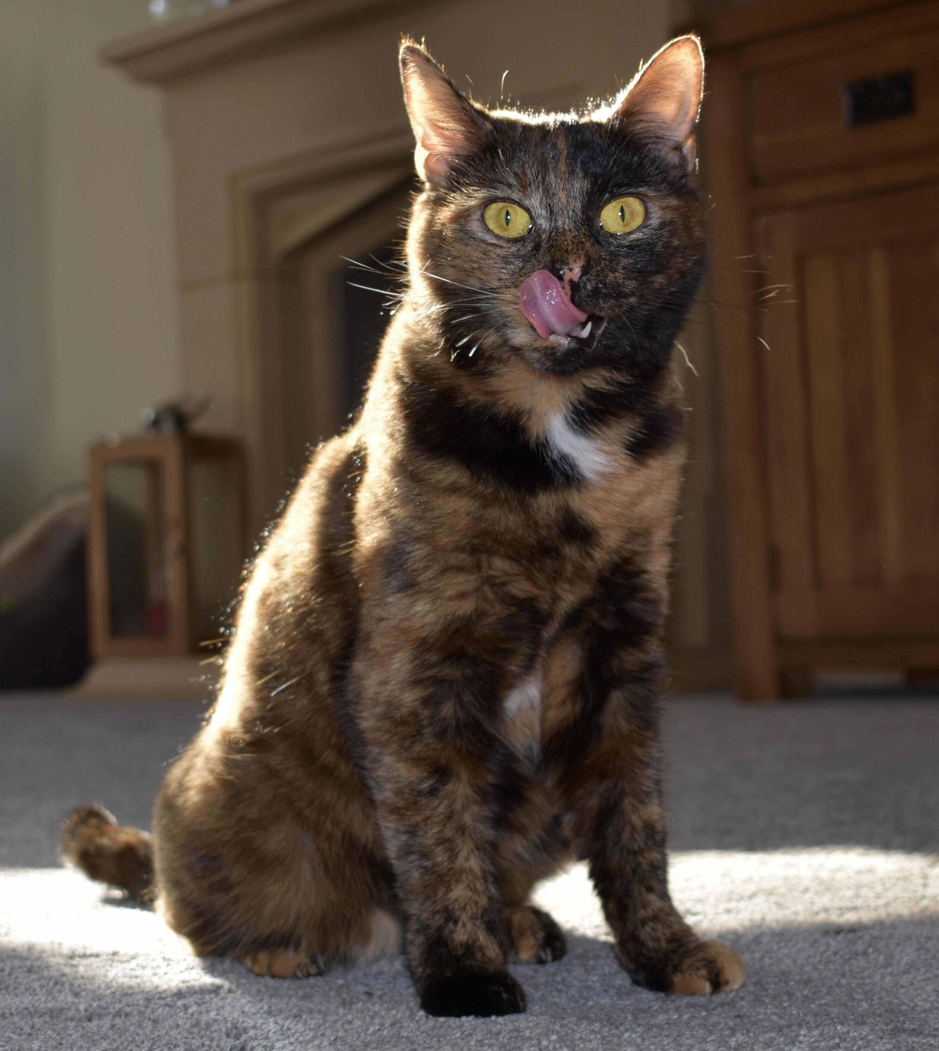 Our Cat Is a Bit Special.