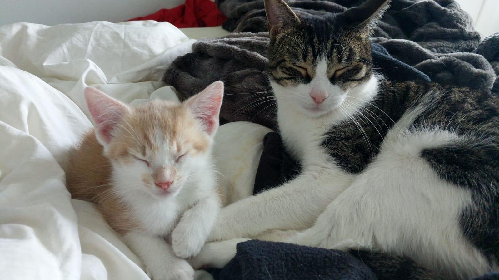 Our Foster Kitten Has Finally Been Accepted by the One Guy Who Hates All the Fosters!