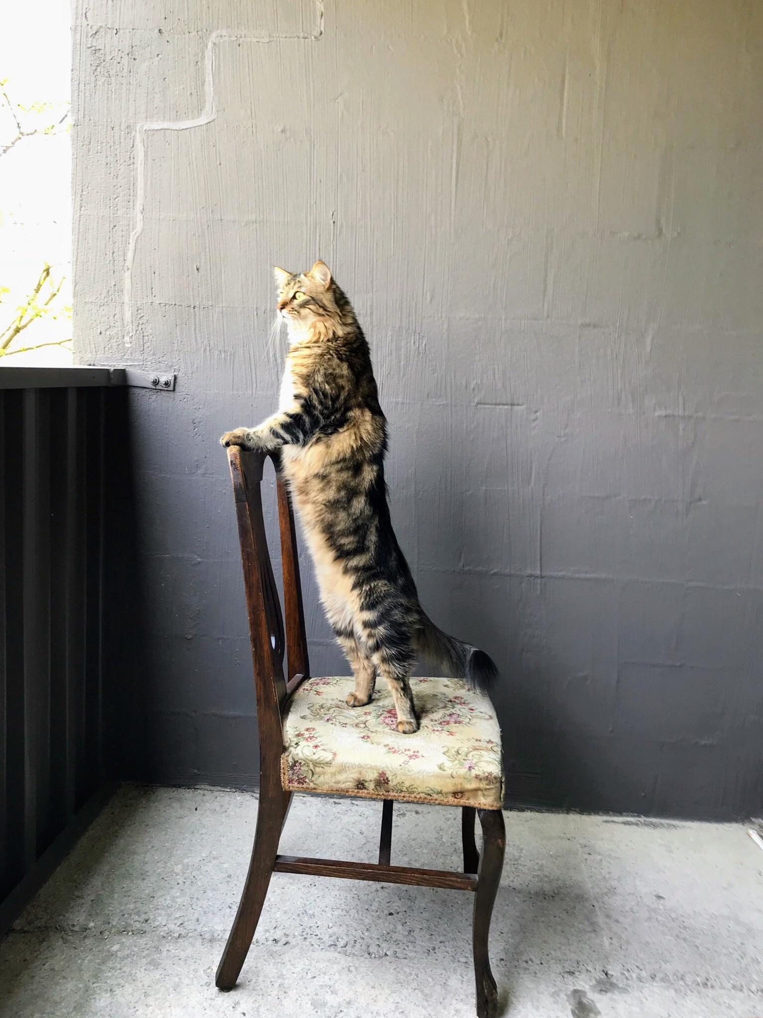 Our Majestic Floof Surveying His Kingdom