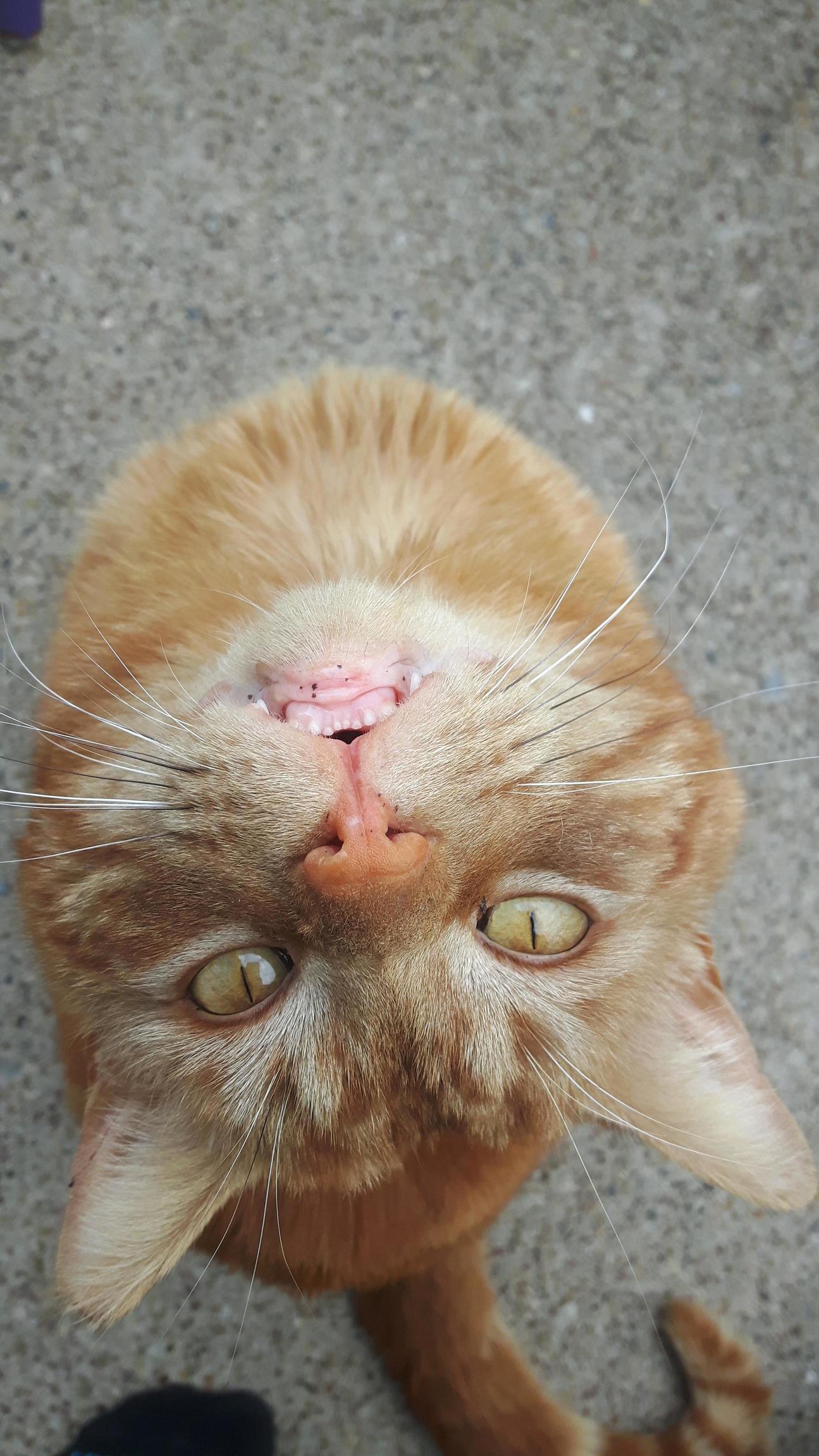 Our Neighborhood Tom Cat, Mr Orange