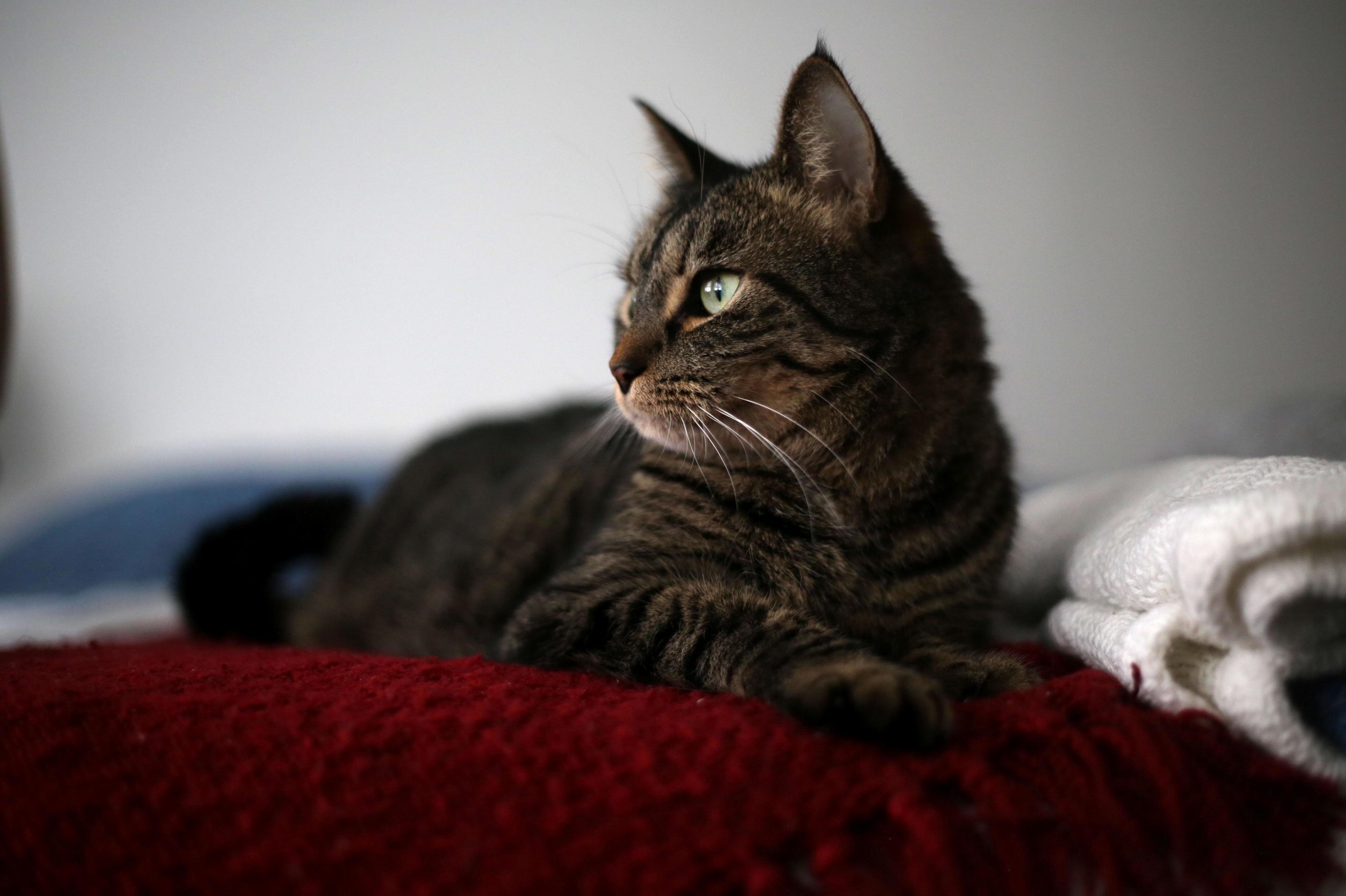 Our New Cat, Scout! Shes Very Interested in All the Noises Happening Outside of Our Brooklyn Apartment