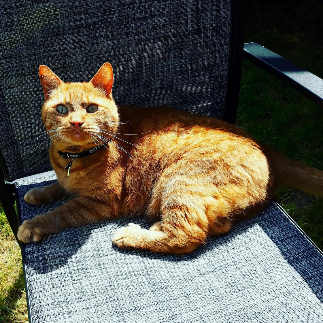 Our New Guy, Hamish. Hes Such a Beautiful Colour!