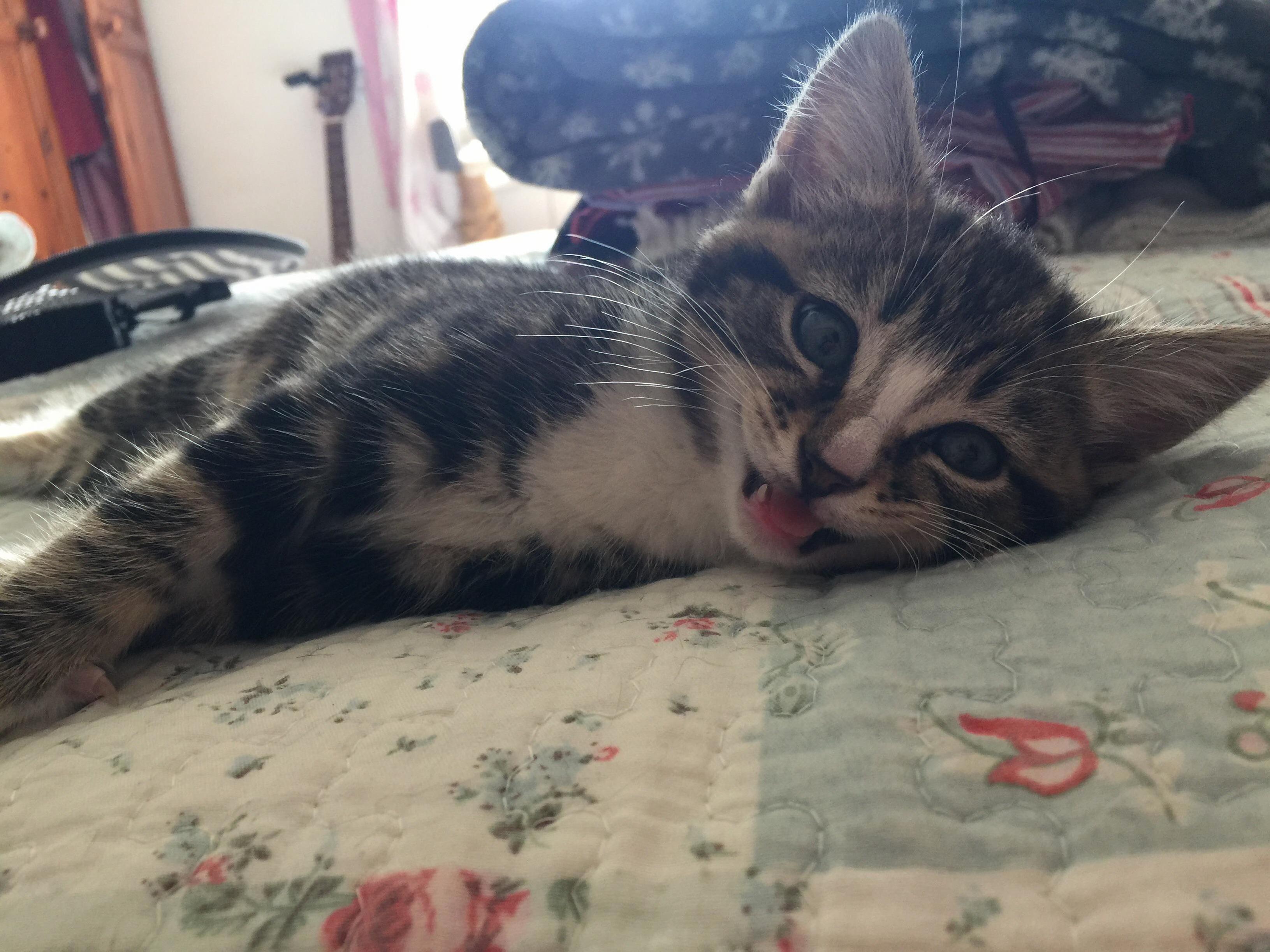 Our New Kitten, Finally Got to Meet Him and He Obviously Had a Lot to Say!