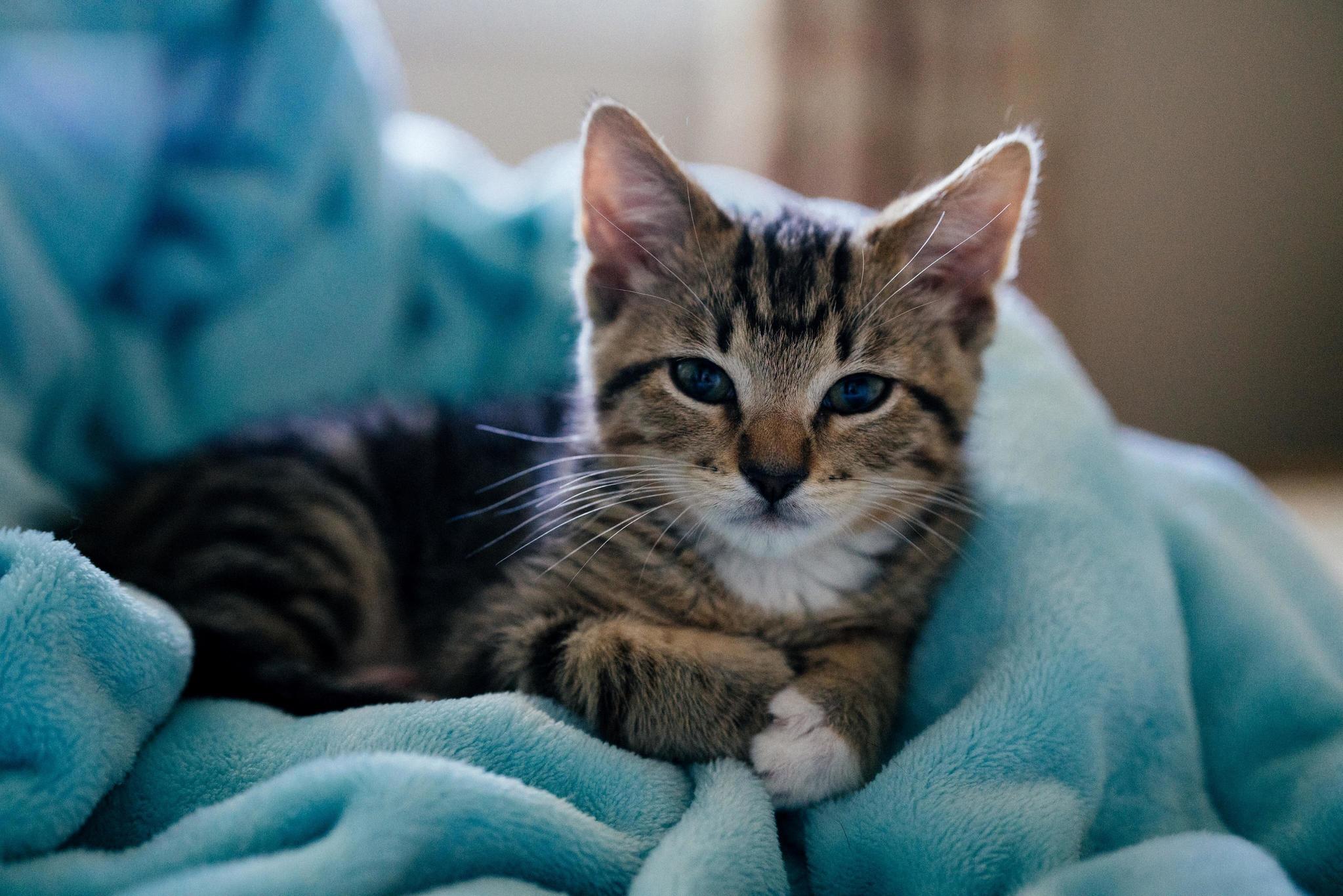 Our New Sleepy Kitten, Finn 3