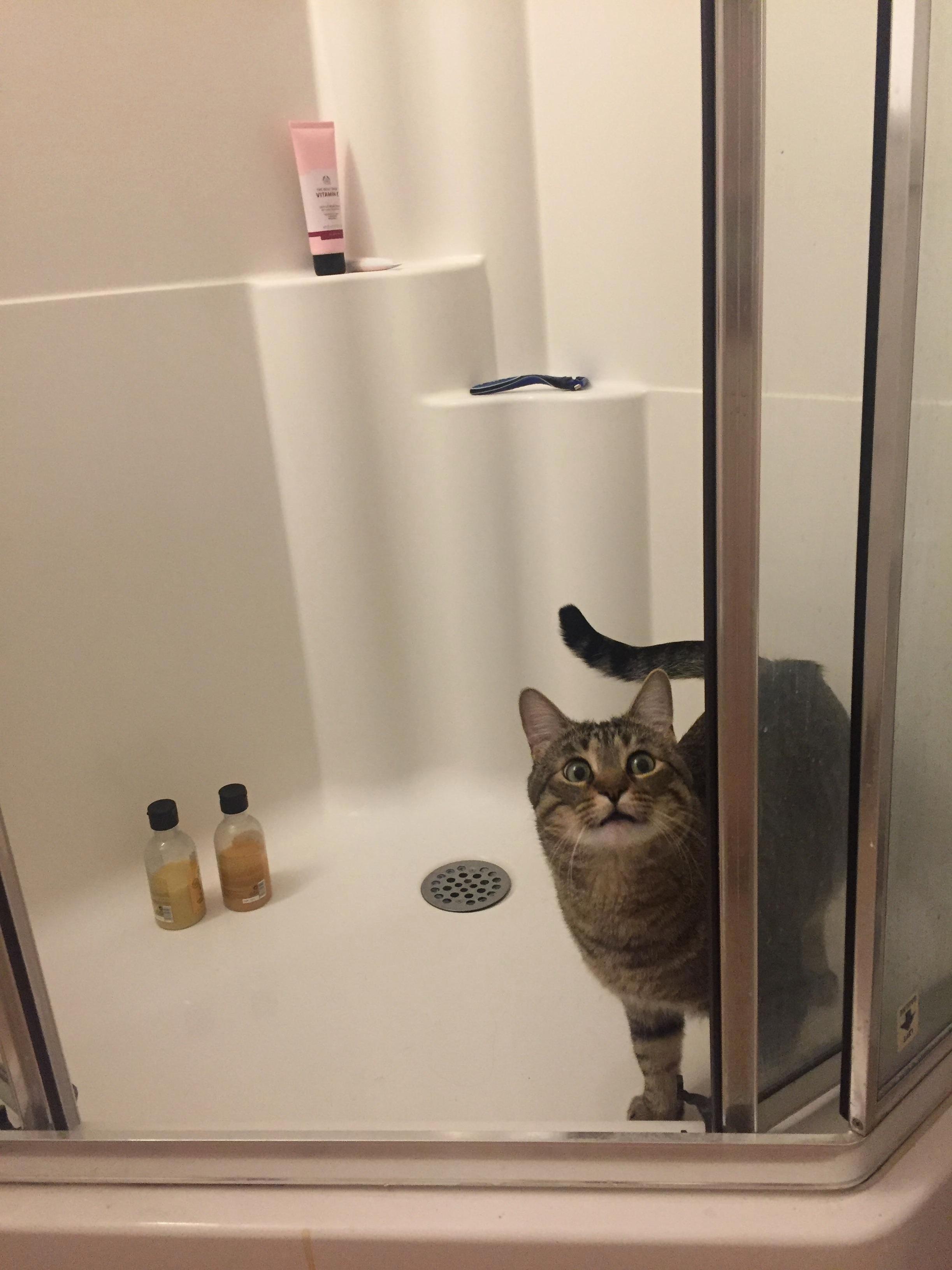 Our Scaredy Cat Finally Got the Courage to Go Into the Shower - and Instantly Regretted It.