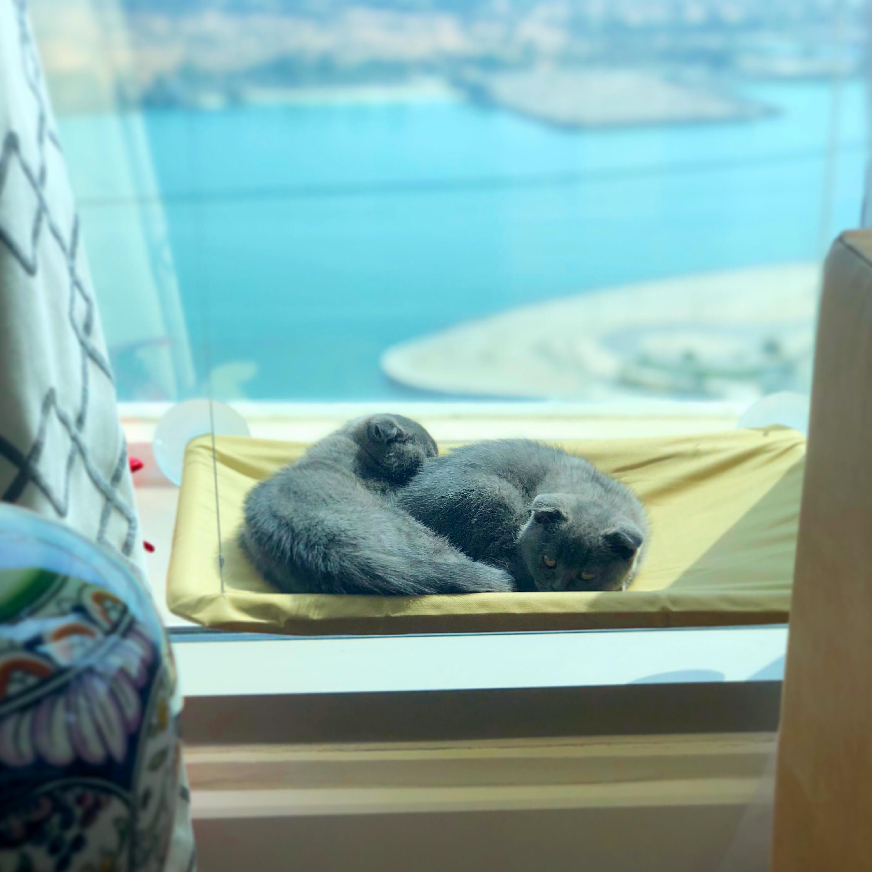 Our Scottish Fold Babies Enjoying the View and Sun from Their Window Perch