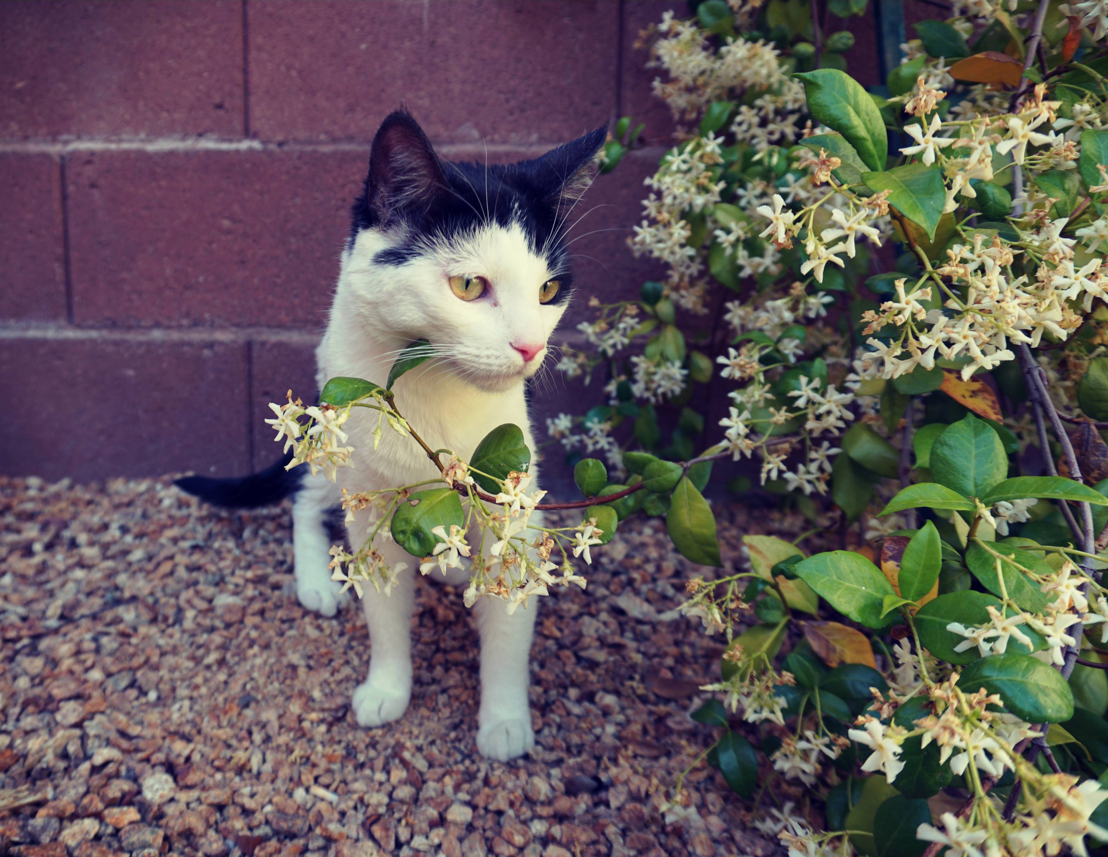 Panpan Enjoying the Outdoors.
