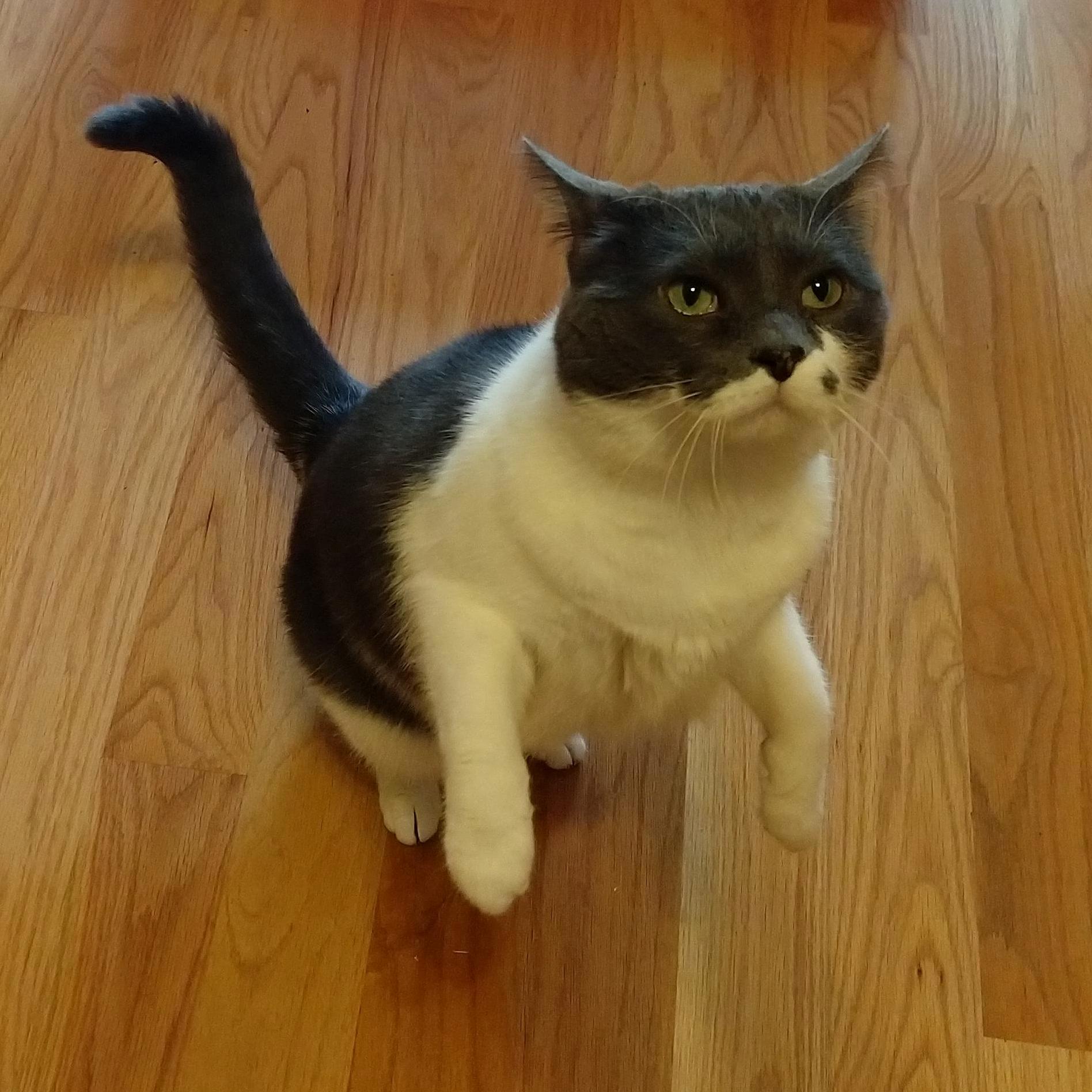 Patiently Awaiting Her Birthday Treats