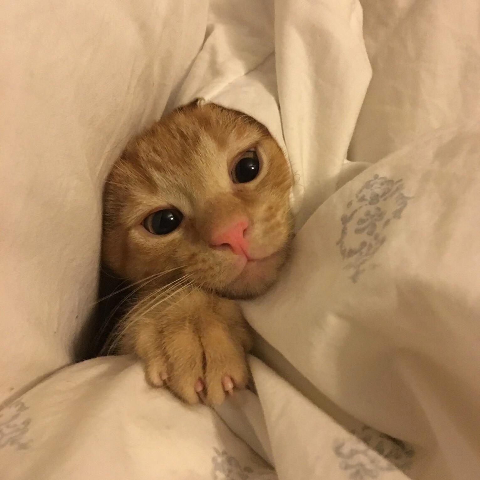 Peekaboo! My Kitten Auggie.