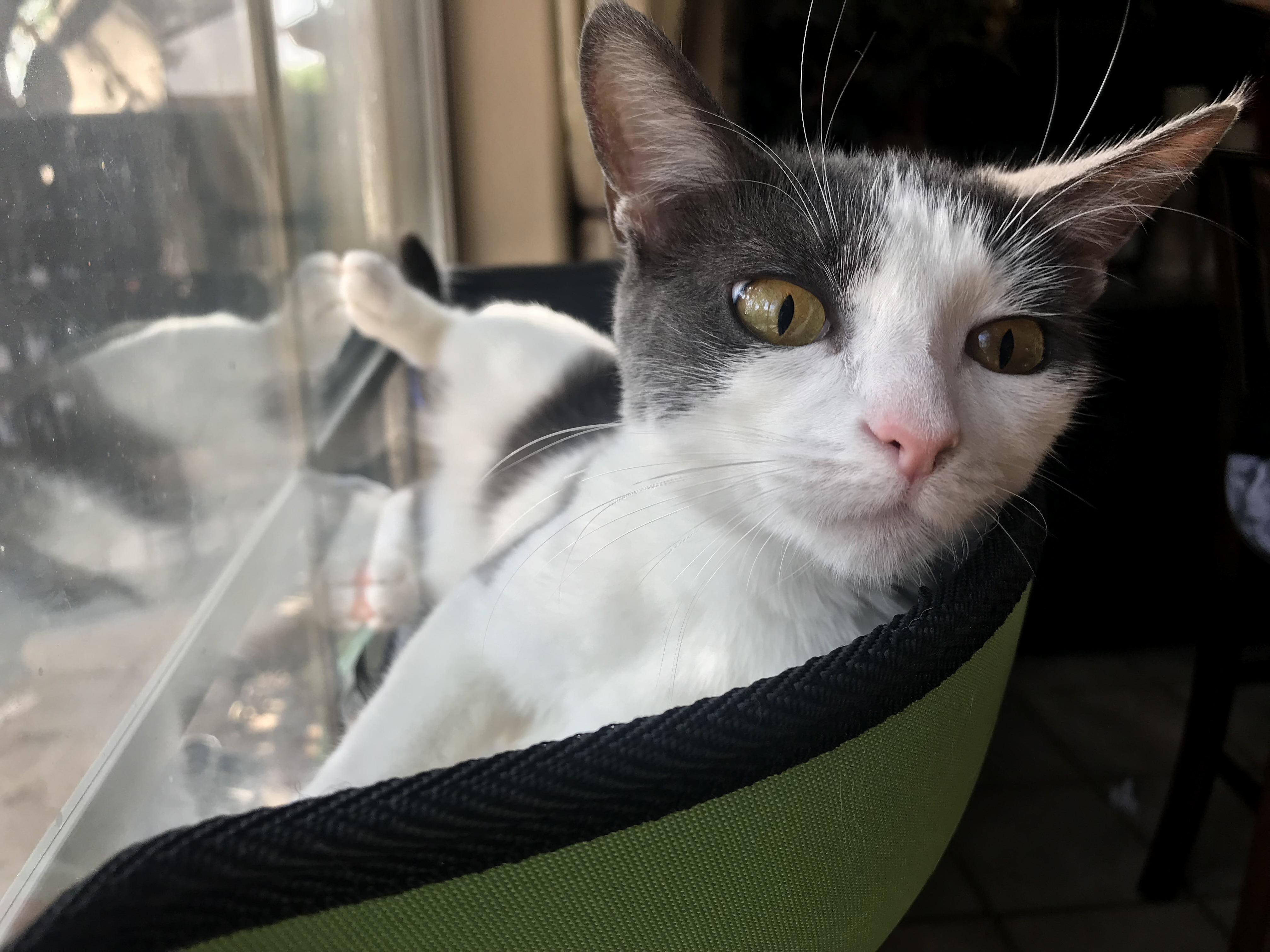 Penny Gettin Cozy on Her Mounted Window Bed