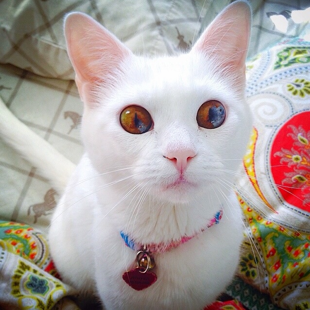 People Always Tell Me My Cat Has the Most Beautiful Eyes
